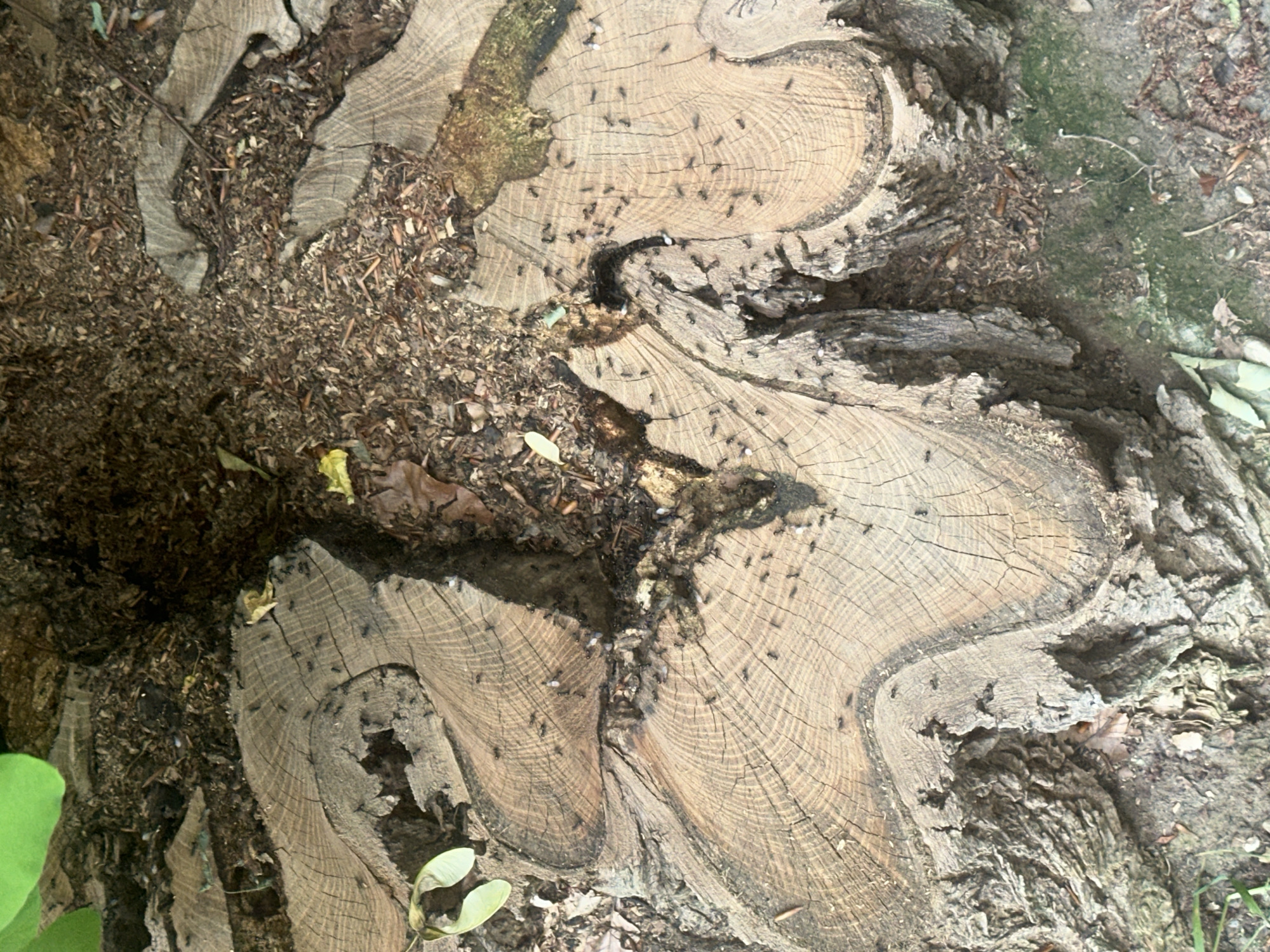 An overhead, slightly angled view shows a close-up of a large, weathered tree stump. The stump has been cut in multiple places, revealing concentric growth rings. Numerous black ants are scattered across the exposed wood surfaces, with a particularly dense concentration in a dark cavity at the center of the stump. Some lighter-colored debris, possibly wood shavings or dried leaves, is mixed with the ants and fills the central cavity. Surrounding the stump is dark soil, leaf litter, and a few scattered green leaves and seed pods. The overall scene suggests an outdoor, natural environment.