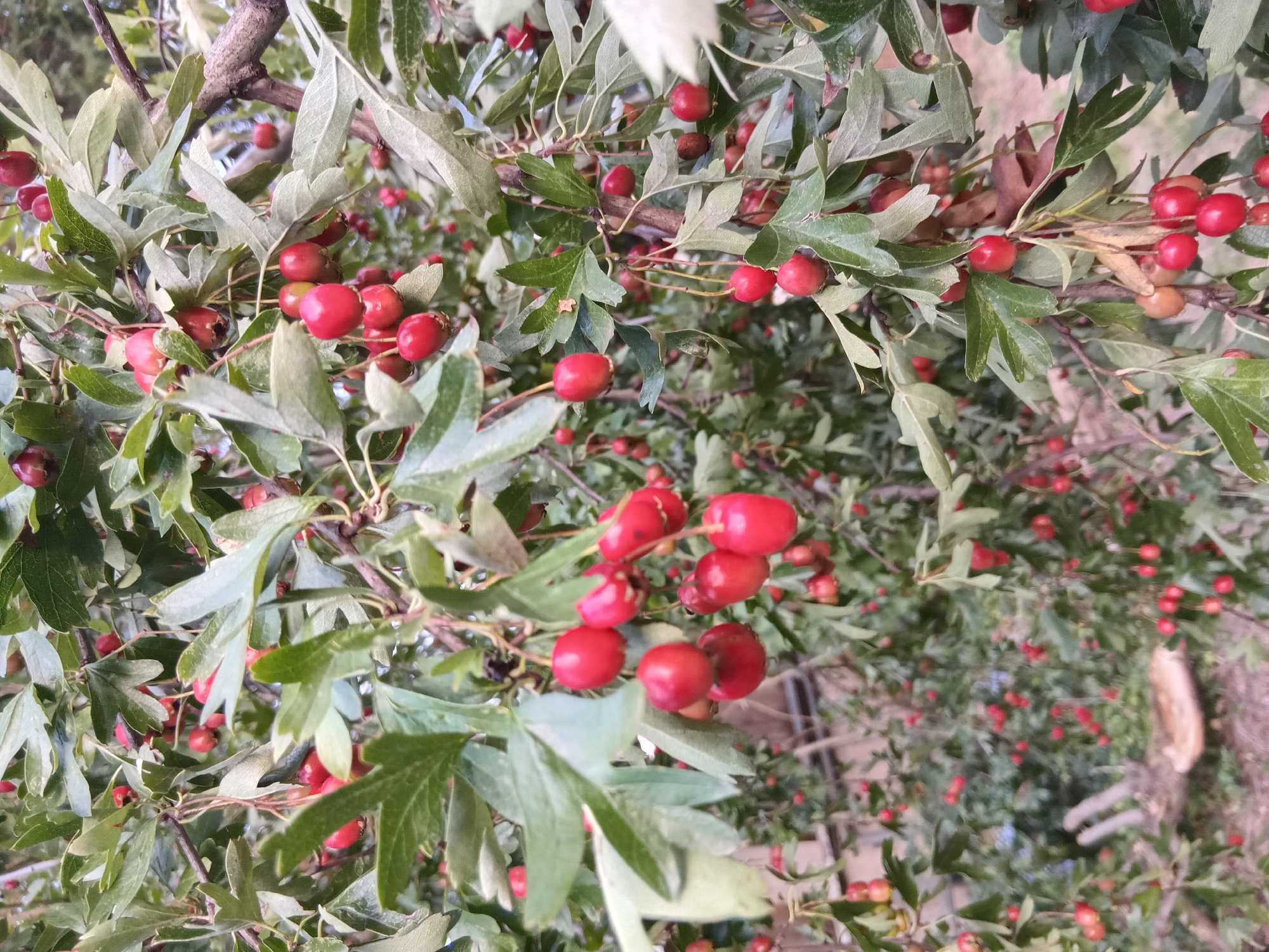 The image shows a close-up view of a hawthorn tree laden with ripe red berries. The berries are clustered on branches, with green leaves interspersed throughout. Some of the berries are round, while others are more oval-shaped. The lighting suggests it is daytime, possibly late afternoon given the soft shadows. The background is out of focus, showing more of the tree and its surroundings, including hints of a building or fence. There are no people or animals visible in the image. The context of Weißenthurm, Germany is not visually evident from the image itself.