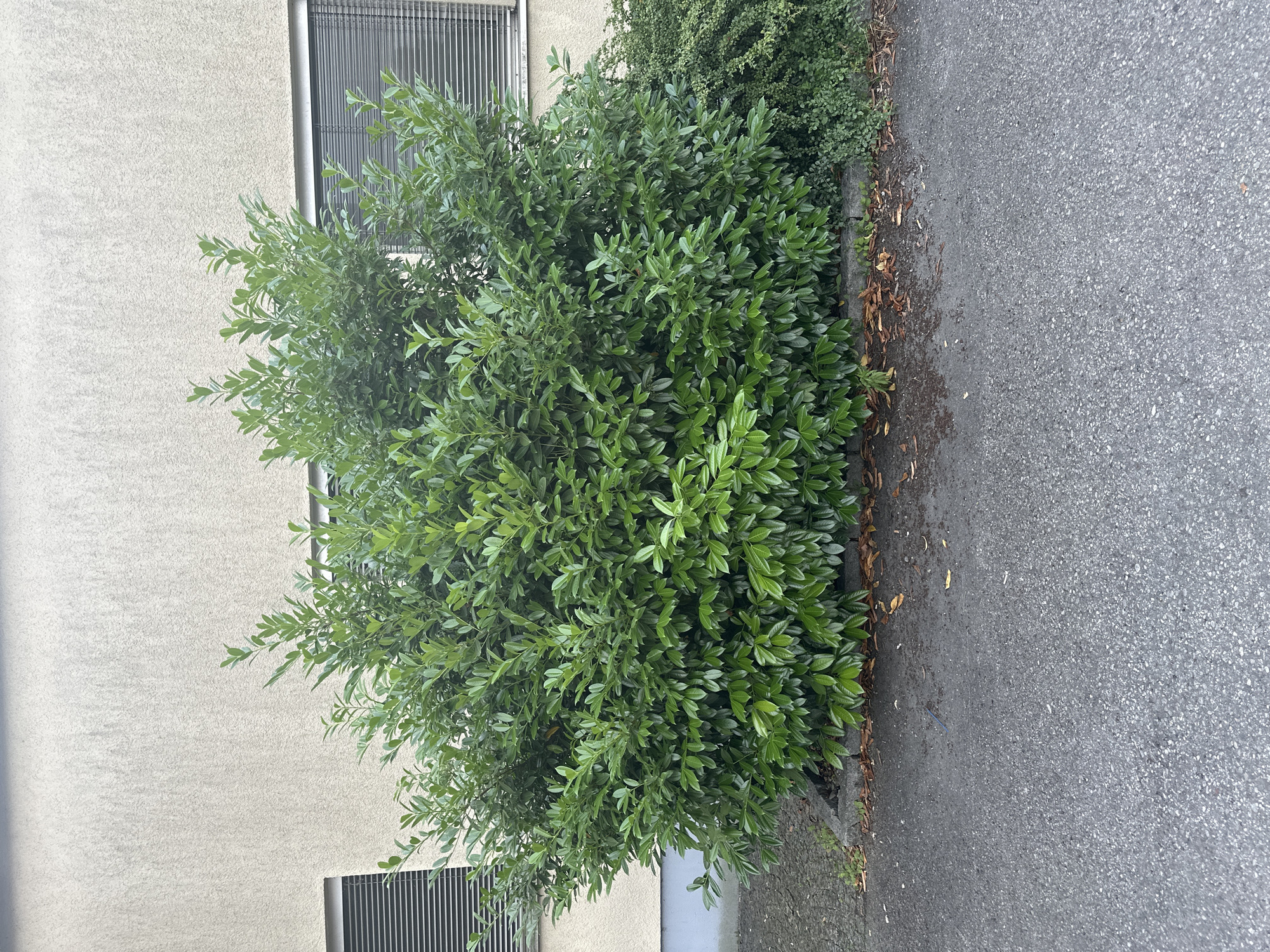 A medium shot captures a dense, green shrub, likely a cherry laurel, planted alongside a light beige building with horizontal blinds on its windows. The shrub occupies the majority of the frame, its thick foliage casting shadows and obscuring the ground below, except for a small visible strip of pavement and a narrow border of fallen leaves and small plants. To the right of the main shrub, a smaller, less dense green plant is visible. The scene appears to be outdoors, possibly in a residential or commercial area of Dornbirn, Austria, given the architectural style. The lighting suggests it is daytime, with diffused light indicating an overcast sky or shade. There are no people or animals visible in the image. The overall impression is one of a well-maintained, though slightly unkempt, exterior planting.