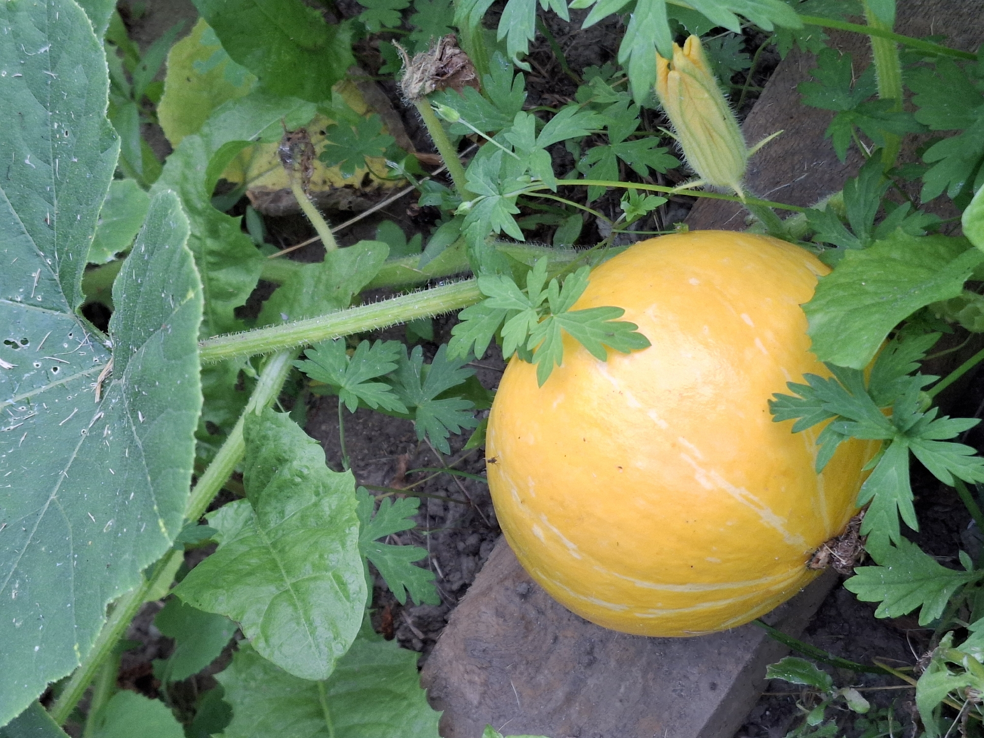 A close-up, high-angle shot captures a ripe, yellow squash nestled amongst vibrant green leaves and foliage. The squash, plump and oval-shaped, rests on a piece of weathered wood. Delicate white stripes adorn its smooth, vibrant skin. The surrounding environment is a natural outdoor setting with dark soil visible beneath the plant life. A small, dark insect perches atop the squash. In the lower right of the frame, a closed yellow squash blossom peeks out from the greenery. The scene is lit by natural daylight, casting soft shadows.