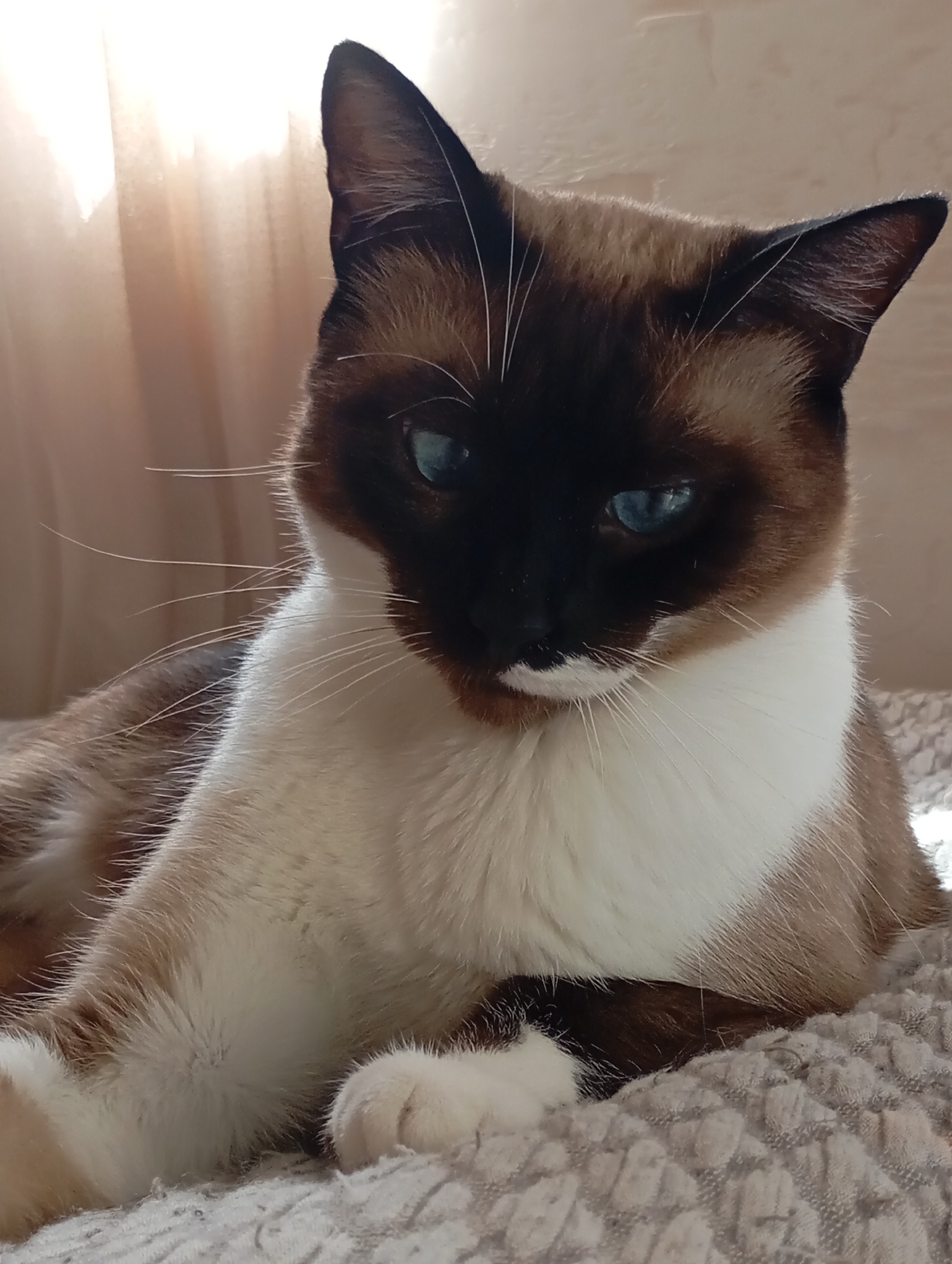 A close-up, eye-level shot features a Siamese cat lounging on a textured, light-colored blanket. The cat is facing to the right, with its head turned slightly towards the viewer. Its fur is predominantly cream-colored on its chest, paws, and parts of its body, with distinct brown points on its ears, face, and legs. The cat's eyes are a striking blue. In the background, a sheer, light-brown curtain is visible, with light filtering through it, suggesting it's daytime. The overall impression is that of a domestic setting. The image does not contain any identifiable landmarks or contextual elements that would allow for its specific location within Batumi, Georgia.