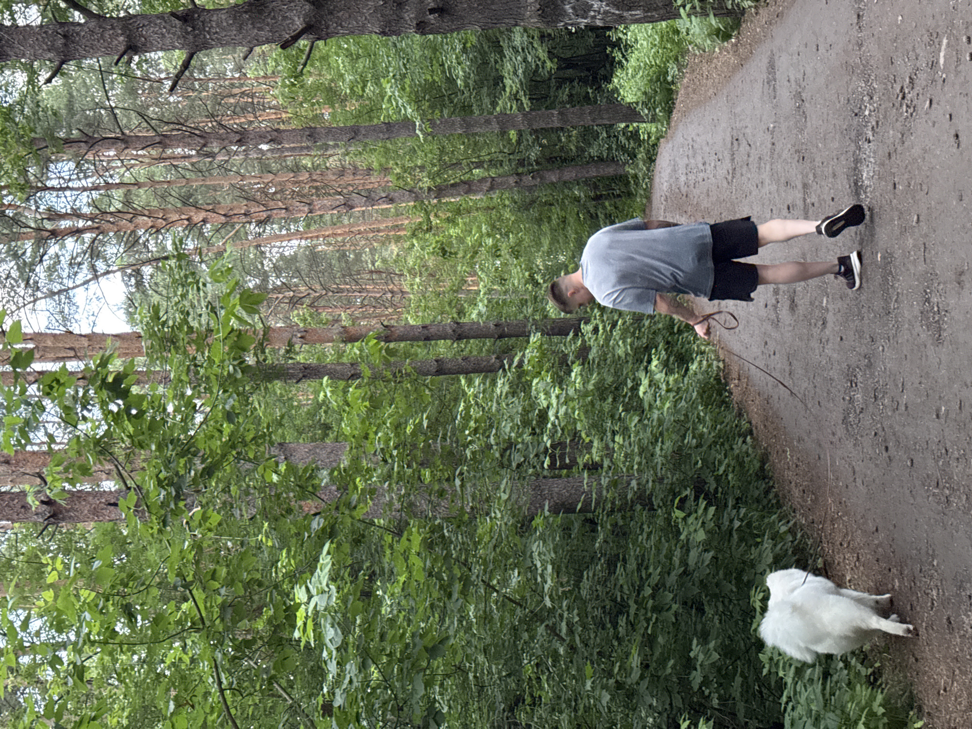 A person is walking their fluffy white dog on a dirt path through a forest. The person is wearing a gray t-shirt and black shorts. The dog is on a leash. The path is surrounded by tall trees with green leaves. The scene is set in Chaikovsky, Russia.
