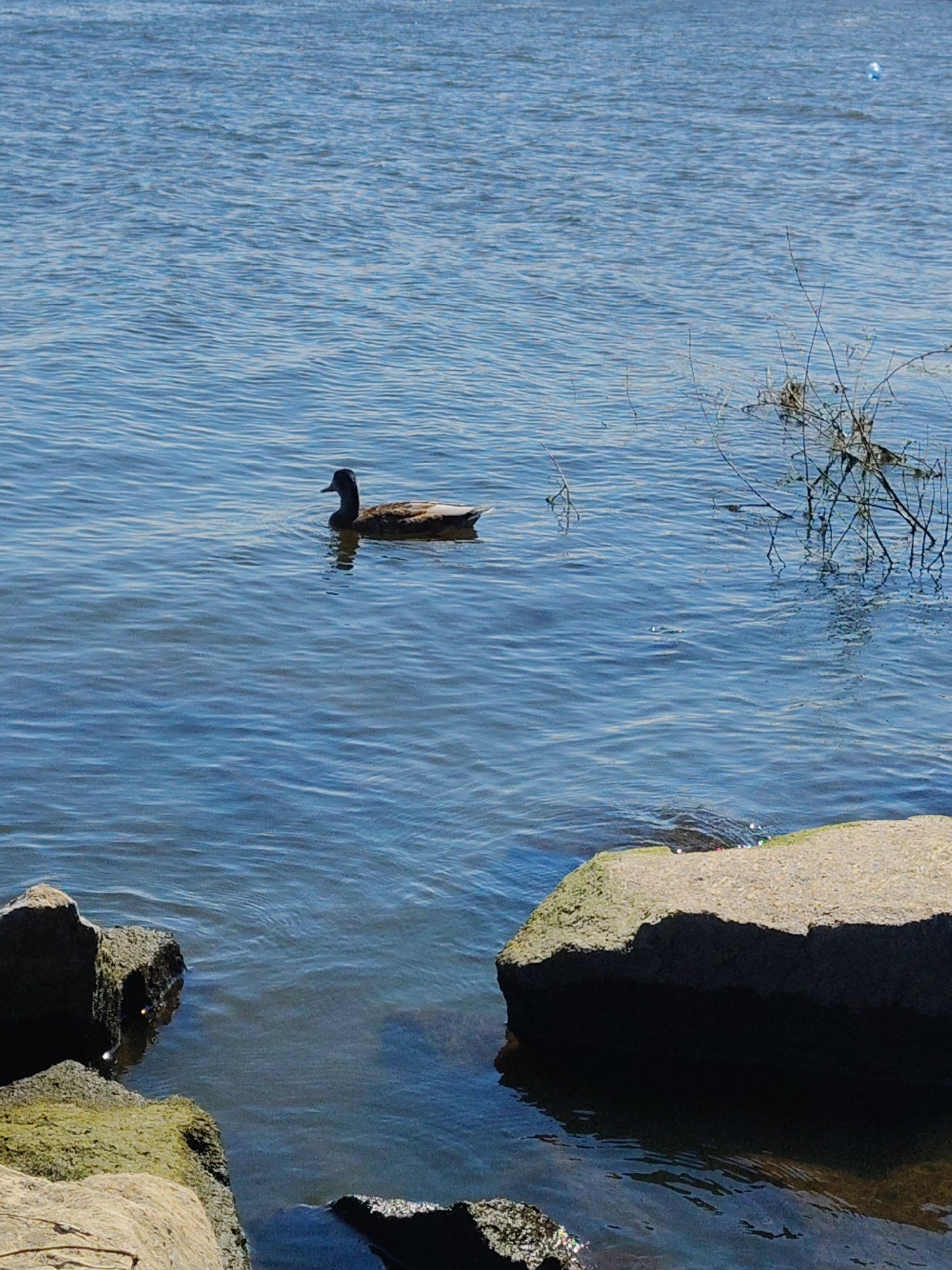 A single duck swims in a body of water. The water is a vibrant blue with gentle ripples. In the foreground, large rocks covered in moss line the edge of the water. A few thin, dry branches emerge from the water near the right side of the frame, their reflections distorted by the ripples. The sky above is a clear blue. The scene appears to be a natural body of water within or near a city, possibly a river or lake. The location is Cherkasy, Ukraine.
