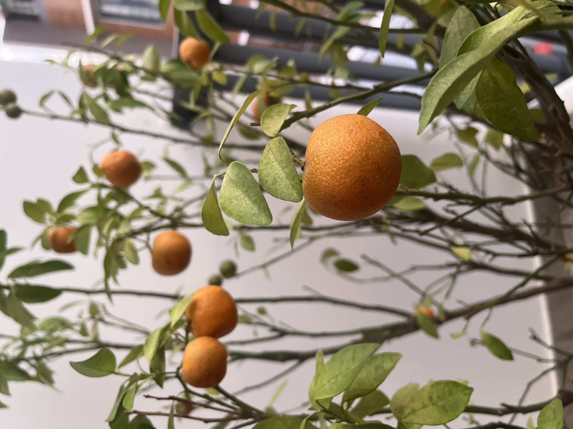 The image depicts a close-up view of a citrus plant, likely a calamondin or similar variety, laden with small, ripe orange fruits. The plant has numerous thin, bare branches interspersed with small, green leaves. The fruits are round and textured, exhibiting a vibrant orange hue. The background is blurred, suggesting an indoor environment. The image does not provide enough information to confirm it was taken in Bac Nha Trang Ward, Vietnam, or to identify any specific people, actions, or interactions.