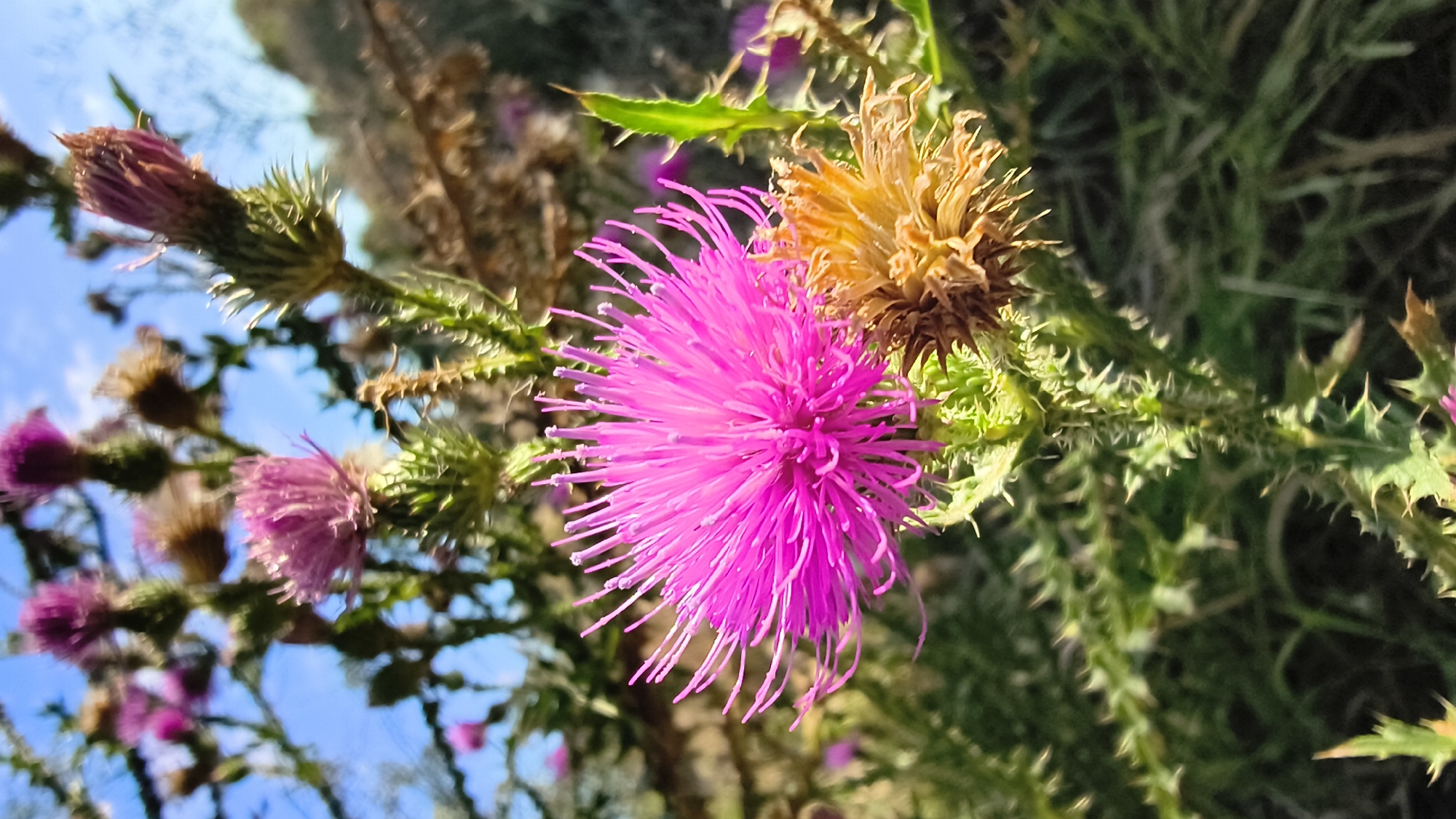 A bright pink thistle flower is in focus, its spiky petals radiating outwards. To the right of the pink flower is a dried, brown thistle flower that appears withered and dead. The background is softly blurred, showing more thistle plants, some with pink buds and others with dried brown seed heads, under a bright blue sky. The green stems and leaves of the thistles are covered in sharp spines.