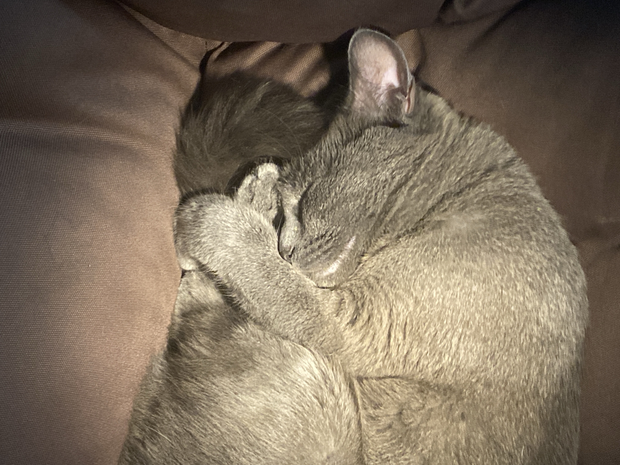 A gray cat is seen curled up and sleeping peacefully on a soft, brown fabric surface, likely a pet bed or cushion. The cat's face is covered by its front paws, suggesting deep comfort or an attempt to block out light. Its soft, dense fur appears well-groomed. The lighting is subdued, creating a warm and tranquil atmosphere, indicative of an indoor setting. The visible ear is slightly perked. No discernible text is present in the image. The scene conveys a sense of deep relaxation and contentment for the sleeping feline in what appears to be a cozy home environment.