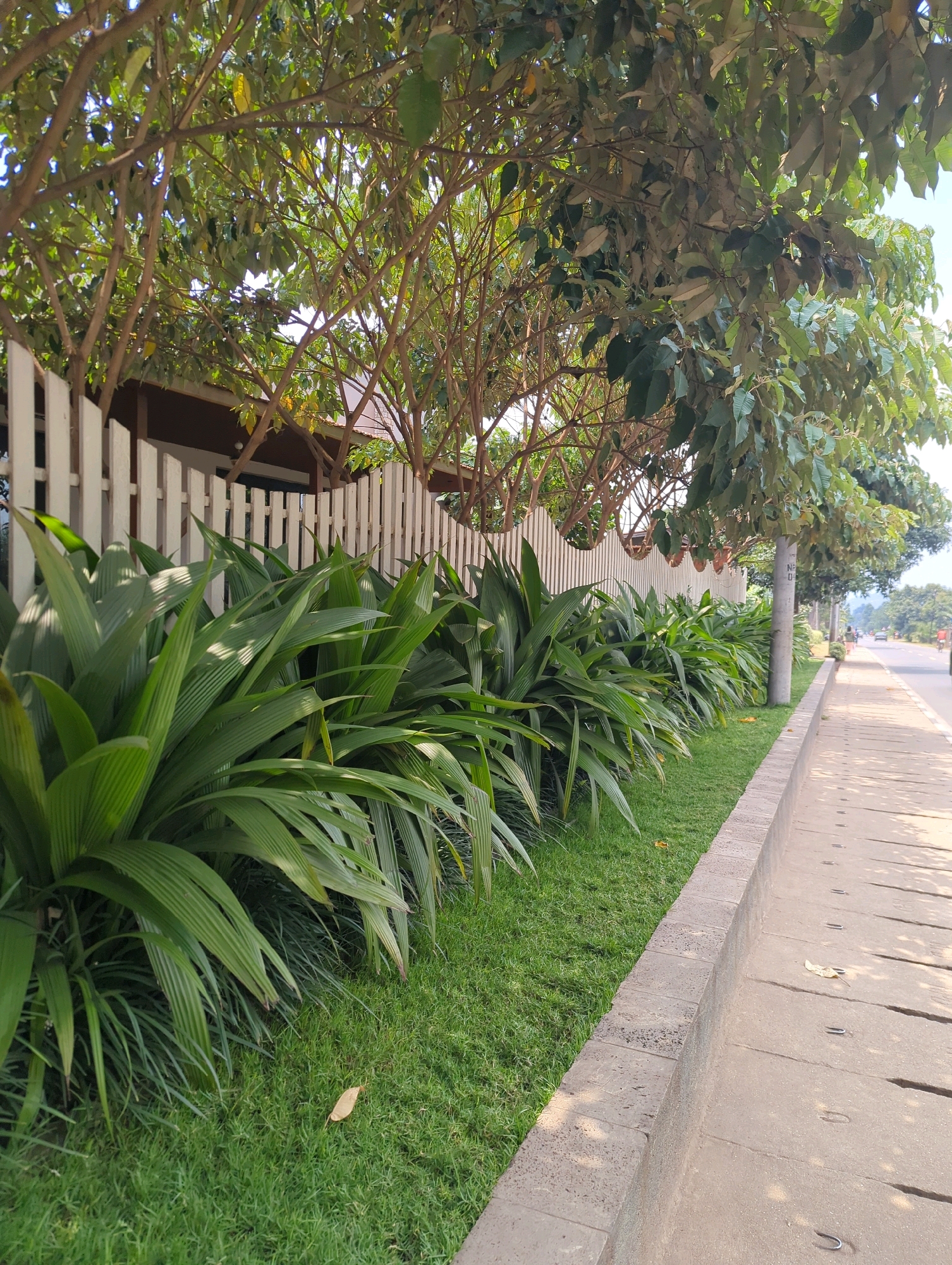 A roadside scene in Musanze District, Rwanda, features a paved sidewalk adjacent to a well-maintained lawn and a white picket fence. Lush green foliage, including large-leafed plants and trees, borders the lawn. A concrete curb separates the sidewalk from the grassy area. The sidewalk has visible expansion joints and small metal fixtures. A utility pole stands near the edge of the sidewalk. In the distance, a road with a few vehicles is visible under a bright sky.