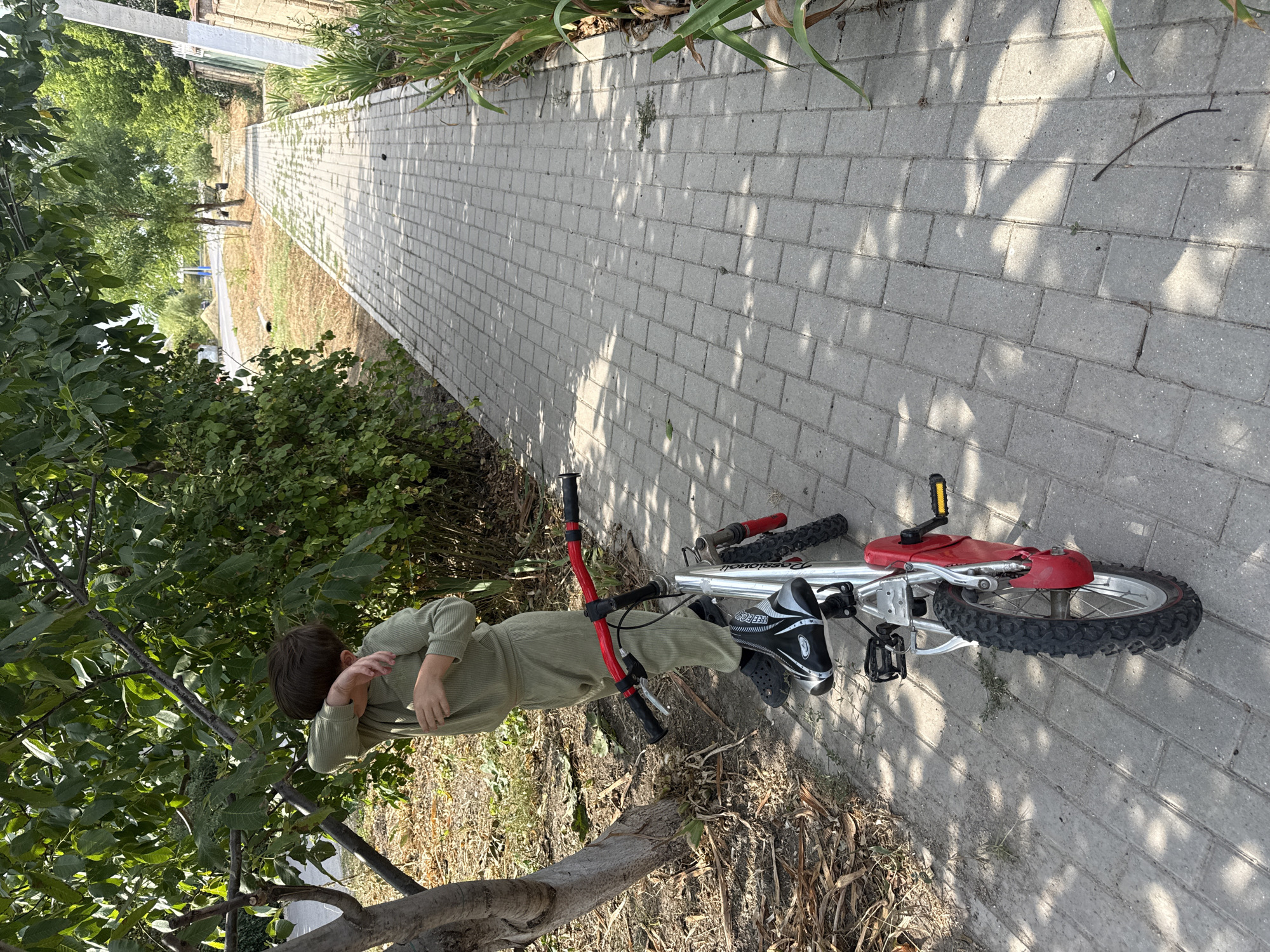 A young child, wearing a light green hooded tracksuit and black Crocs, stands next to a silver and red bicycle on a grey brick pathway. The child is turned away from the camera, facing a dense green leafy tree, and appears to be rubbing their face with their right arm, possibly due to allergies or an insect. The bicycle, a child's size with training wheels removed, has a red handlebar and frame accents. The pathway is flanked by dry grass and some vegetation on the left, and a residential fence and tall green plants on the right. The scene is outdoors on a sunny day, with shadows cast by trees on the pathway. The background shows a road, more trees, and buildings indicative of a suburban or semi-rural setting. This scene could be a typical street or park area in Basarabeasca, Moldova, given the residential architecture and vegetation.