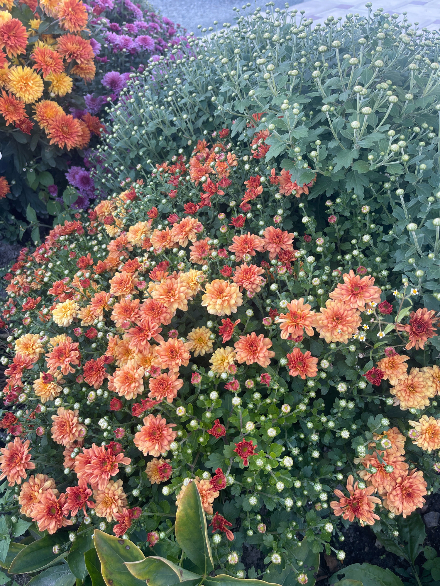 An overhead, close-up, eye-level shot displays a dense cluster of blooming chrysanthemum flowers in various shades of orange, yellow, and purple, interspersed with green foliage and numerous unopened flower buds. The flowers are arranged in a slightly sloped, naturalistic manner, with some falling towards the bottom of the frame. The background is a muted, greyish-blue, suggesting a paved surface or a distant wall. No people or animals are visible. The scene is likely outdoors, possibly a garden or public planting, and the lighting suggests it is daytime, with no harsh shadows indicating direct overhead sun. The image does not contain any discernible landmarks or clues that would place it specifically in Artyom, Russia.