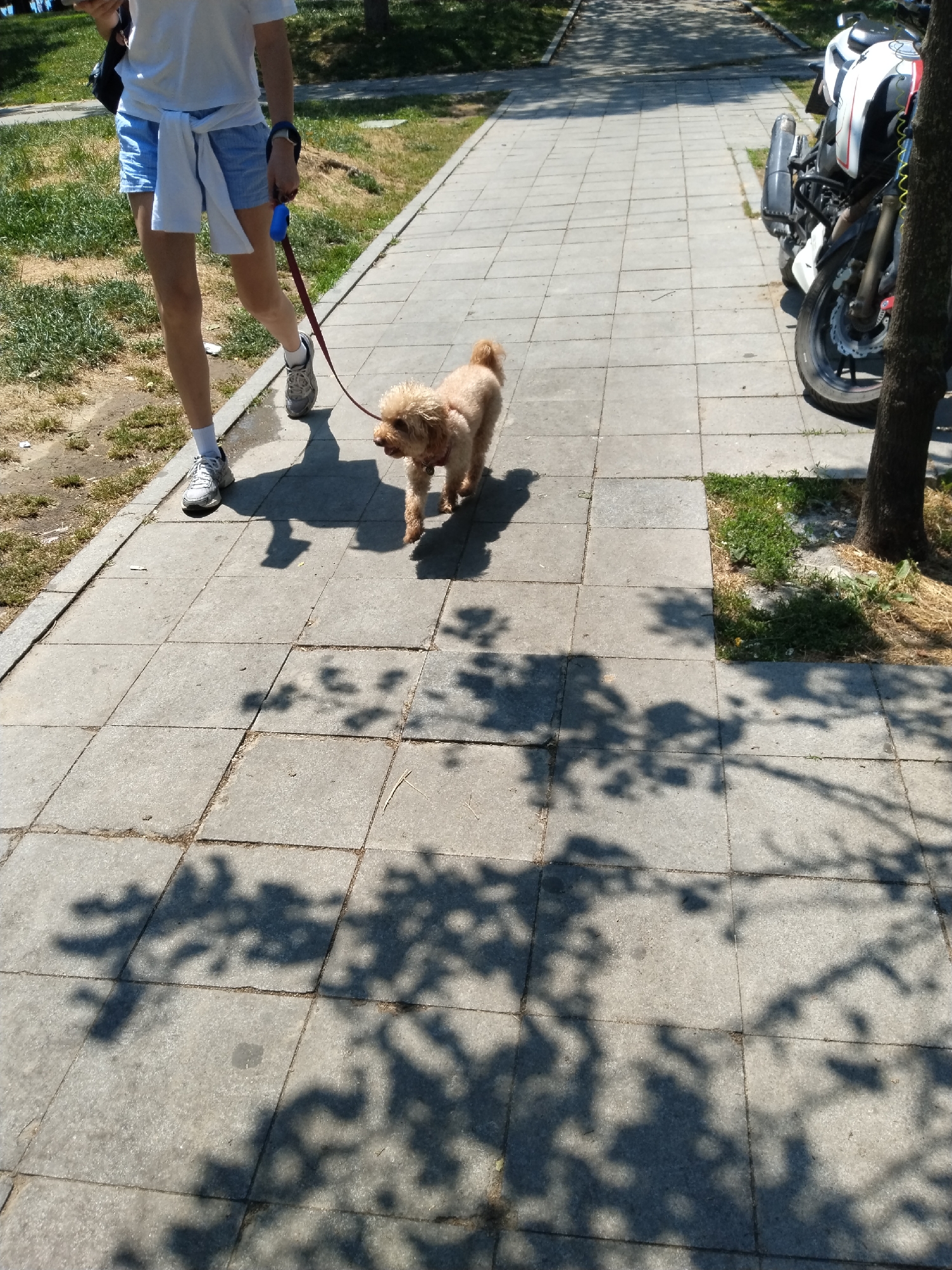 A person is walking a light brown, curly-haired dog on a leash along a paved sidewalk under bright sunlight in Beşiktaş, Turkey. The person wears a white t-shirt, light blue shorts, white socks, and grey athletic shoes, with a white cloth tied around their waist. They hold a blue-handled leash in their right hand, connecting to the dog. A smartphone is partially visible in their left hand.
The sidewalk is made of rectangular grey paving stones. To the left of the sidewalk is a grassy area, some of which appears dry. To the right, there's another patch of grass and the base of a tree trunk, behind which a white and black motorcycle is partially visible. The strong overhead sun casts prominent, intricate shadows of tree leaves and branches across the sidewalk, along with the shadows of the person and the dog, suggesting it is midday or early afternoon. The overall atmosphere is sunny and clear. No visible text is discernible in the image.