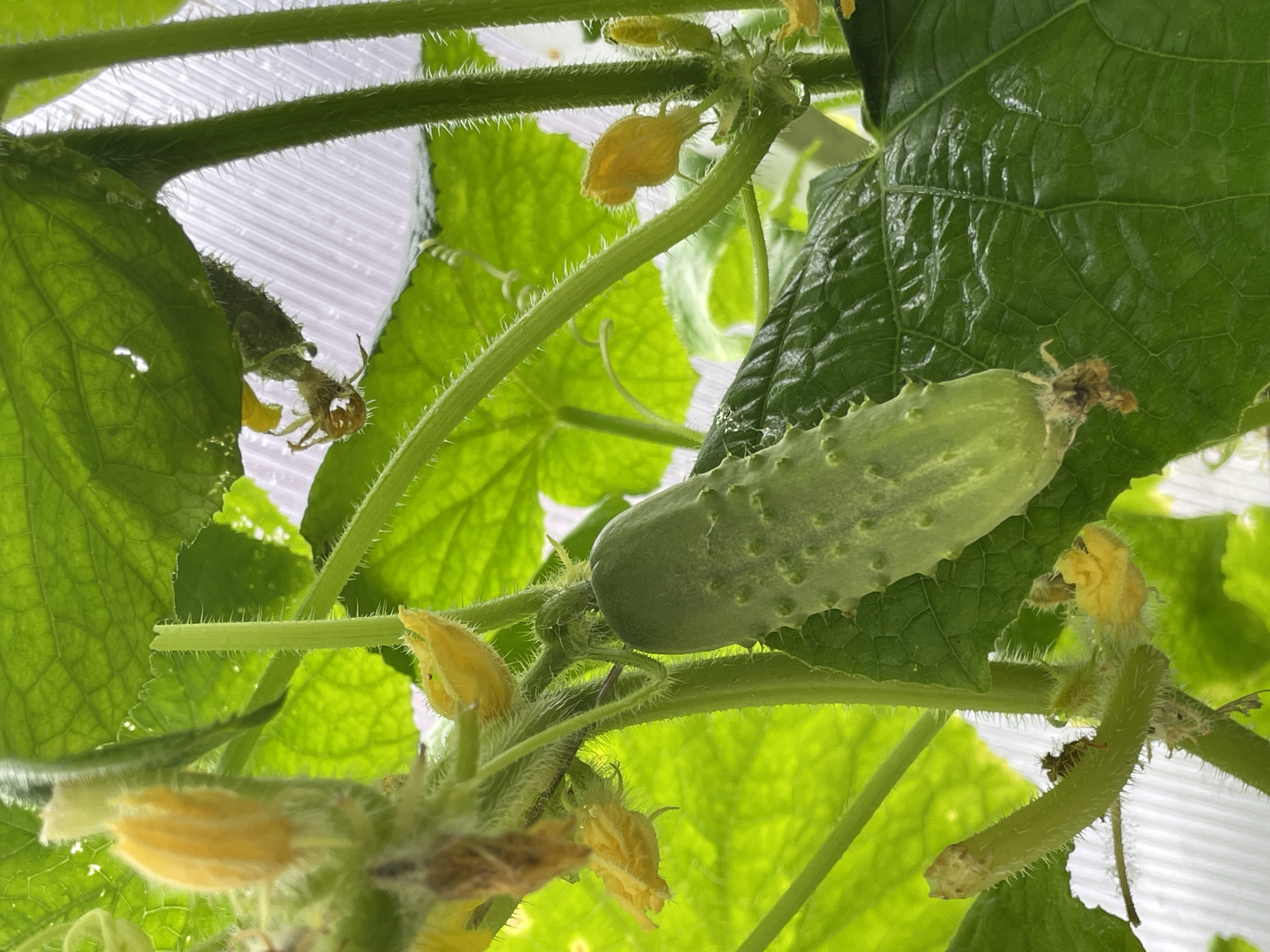 The image shows a close-up of a cucumber plant growing indoors, possibly in a greenhouse. A young cucumber is visible, along with several yellow cucumber flowers and the fuzzy green stems and leaves of the plant. The background appears to be a translucent, corrugated plastic material, typical of greenhouse construction. The lighting is bright, suggesting natural or artificial grow lights. There are no people or animals present. The image does not provide any specific geographical indicators to pinpoint a location within Ленинградская, Russia.
