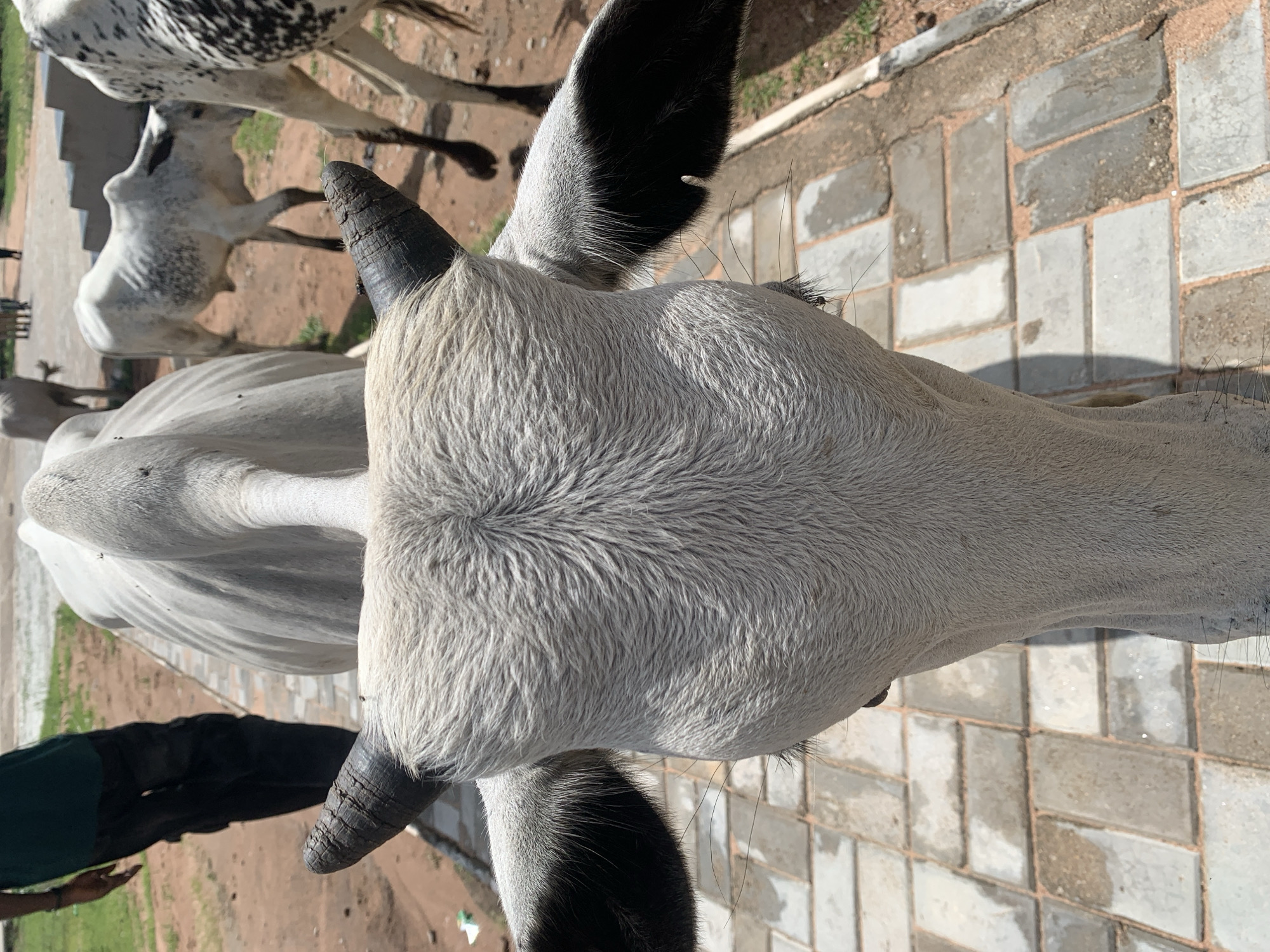 This image, taken in Jalingo, Nigeria, shows a close-up view of a white cow's head and part of its body, from a high angle. The cow is facing away from the camera, with its head turned to the left. Its fur is short and light gray, with a darker gray or black area around its ears. The cow has a pair of short, dark, ridged horns. In the background, other cows are partially visible, one with black and white spots. The ground is paved with light-colored rectangular bricks, with some dirt and sparse vegetation. A person wearing a dark green shirt is visible on the left side of the frame, partially obscured by the cow. The lighting suggests it is daytime, likely sunny, casting shadows on the paved ground. The image is somewhat blurry due to the focus being on the cow's head and the movement of the camera or subject.