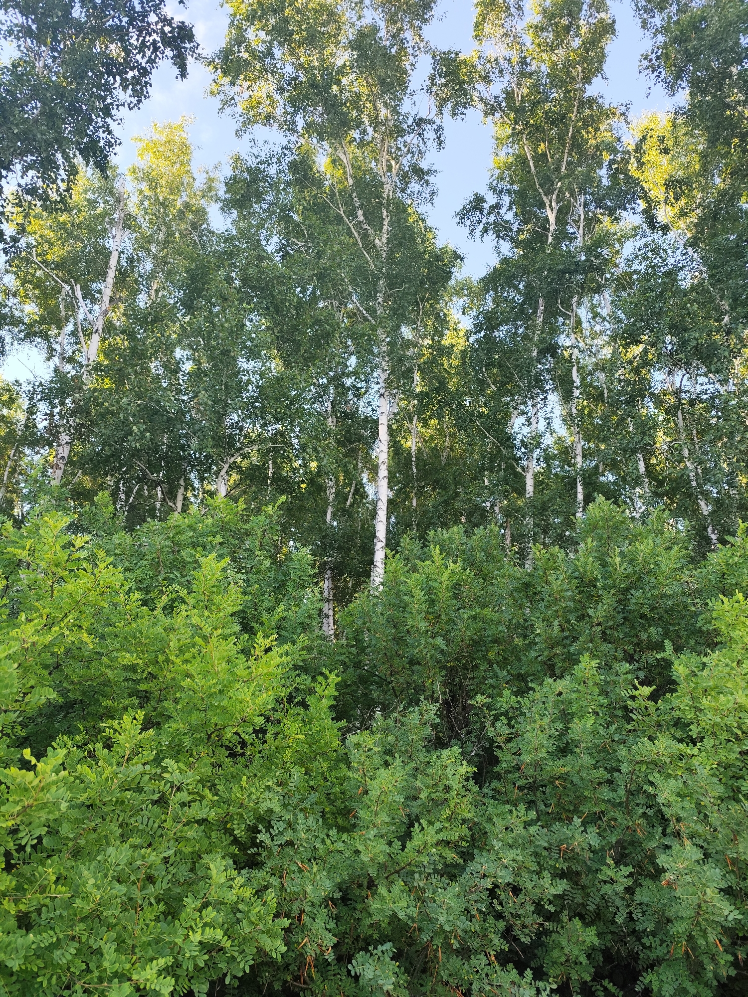 This media file is a vertical, eye-level photograph capturing a dense forest scene. The foreground is dominated by lush, vibrant green foliage, appearing to be a thick undergrowth of bushes or smaller trees. These plants are densely packed, creating a rich texture with small, oval-shaped leaves.
Behind this undergrowth, the trunks of several tall trees are visible. These trees have distinct white bark with dark markings, characteristic of birch trees. Their upper branches, laden with green leaves, reach towards a clear, light blue sky, suggesting it is daytime, likely late morning or early afternoon given the brightness and the dappled sunlight filtering through the leaves in some areas. The overall impression is a serene and natural woodland setting.
There are no people, objects, or visible text in the image. The weather appears fair and sunny. The scene conveys a sense of natural abundance and tranquility. The image was captured from an unknown location.