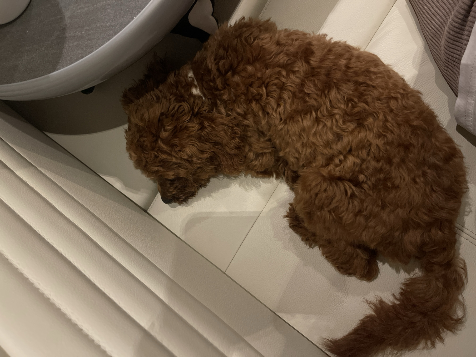 The image depicts a small, curly-haired brown dog resting on a light-colored, possibly leather, sofa or chair with horizontal ribbed upholstery. The dog is positioned in a curled posture, with its head directed towards the upper right corner, partially obscured by the furniture's backrest. A thin, light-colored collar is visible around the dog's neck. The dog's tail extends towards the lower-left, featuring similarly curly brown fur. In the upper right background, a curved white object with a dark grey textured surface is partially visible, likely a piece of furniture or an object on an adjacent surface. In the lower right foreground, a section of ribbed, light-colored fabric, indicative of clothing or a blanket, is present, suggesting the proximity of a human. The scene is illuminated by ambient light, casting subtle shadows on the dog and the furniture. The location is Koprinka, Bulgaria.
