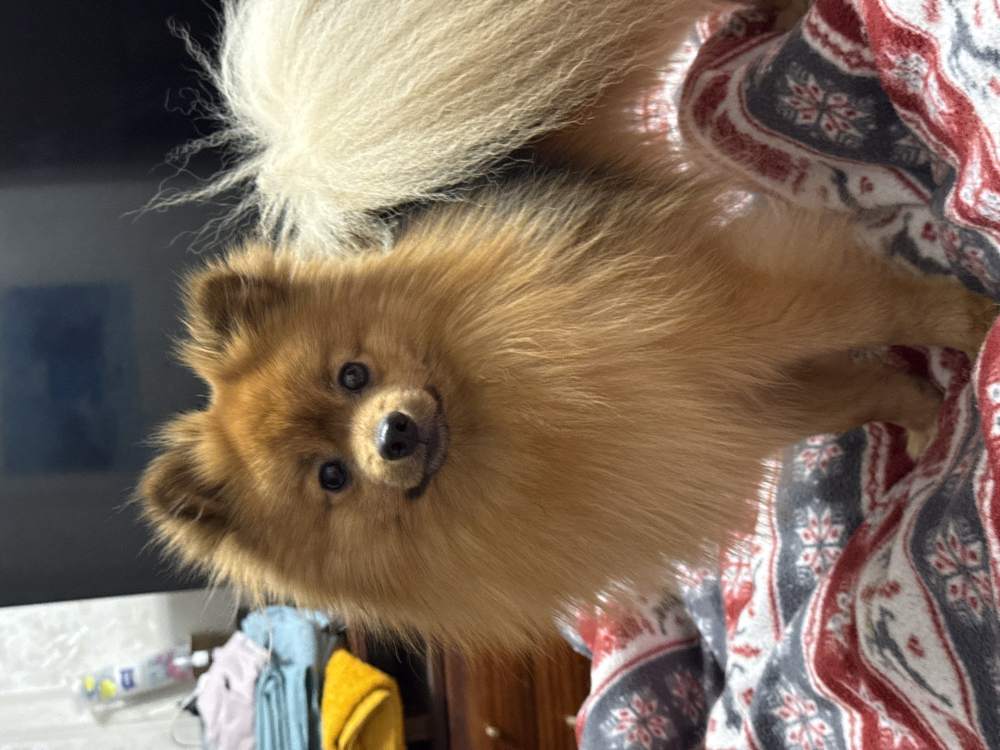 The image shows a tan and cream-colored Pomeranian dog. The dog is on a patterned blanket with red, white, and gray colors. The dog is looking directly at the camera with a small smile. The background features a dark television screen, a table with various items on it, and a wooden cabinet. The specific location of the image in Khimki, Russia, is not discernible.