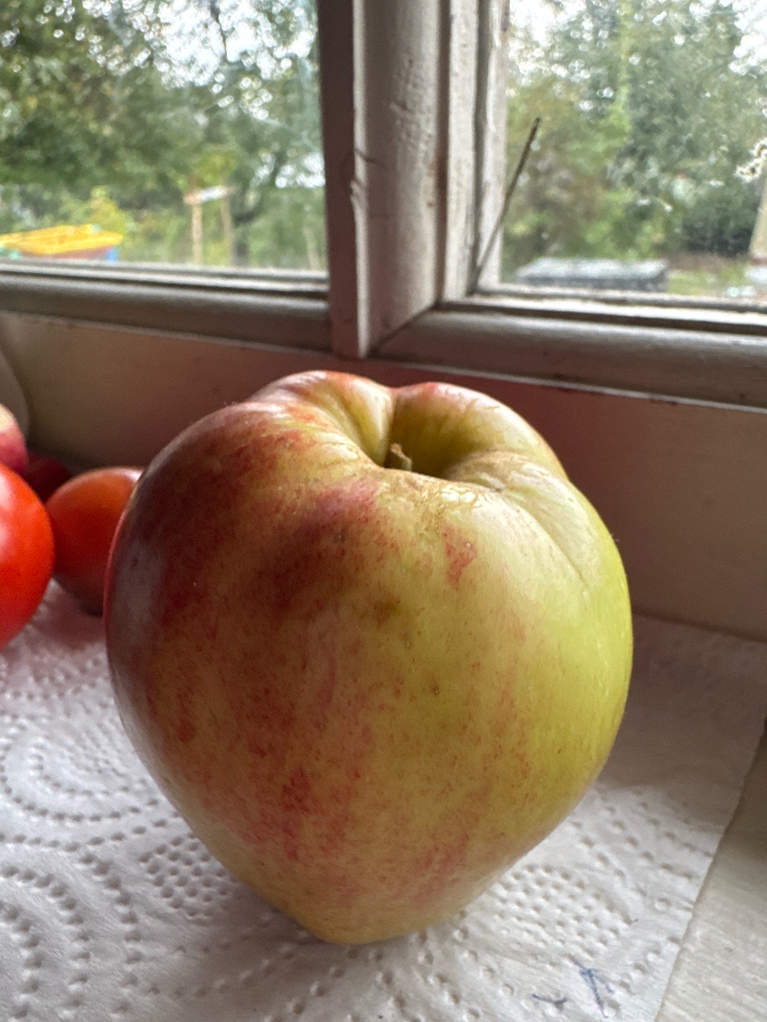 A close-up, slightly high-angle shot shows a yellow and red apple on a white paper towel, positioned in the foreground. The apple is slightly bruised, with red streaks and spots on its skin. To the left of the apple, partially visible, are two red tomatoes and another round, reddish fruit, possibly another tomato or a plum. The subjects are placed on a windowsill, with a wooden window frame in the background. Through the window, a blurred view of greenery and trees can be seen, suggesting an outdoor environment, possibly a garden. The overall setting appears to be domestic, likely a kitchen or a room with a view of a garden. The image does not provide specific information about the city of Ленинградская, Russia, beyond the potential for a natural, possibly rural, or suburban setting.