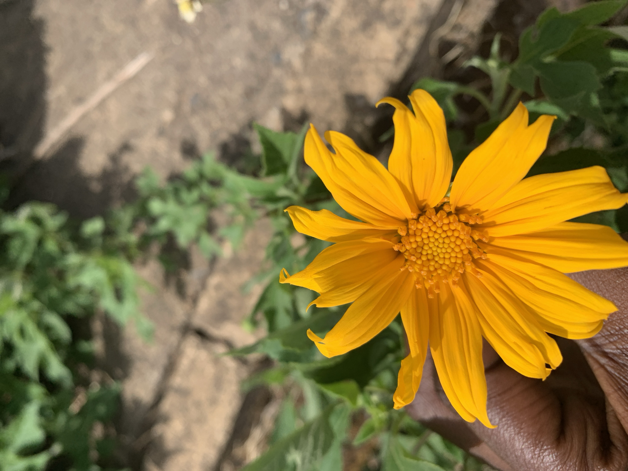 A high-angle, outdoor shot depicts a vibrant yellow flower with numerous petals and a dense, circular center. The flower is positioned to the right of the frame, partially held by a dark-skinned hand in the lower right corner. Green foliage surrounds the flower, and a weathered, gray surface is visible to the left, casting shadows. The location is Jos, Nigeria.