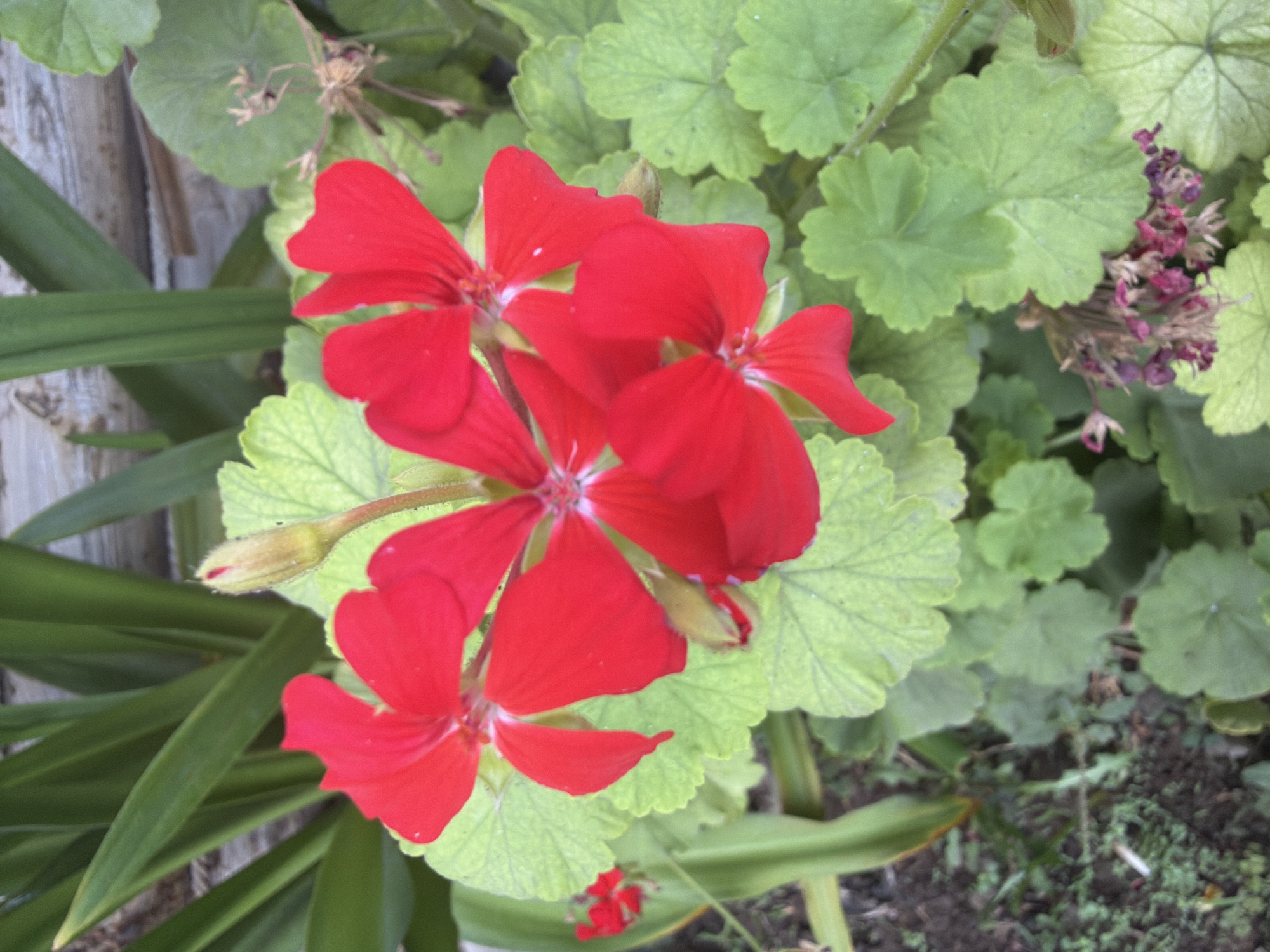 A close-up, eye-level, outdoor shot captures several vibrant red geranium flowers in bloom, set against a backdrop of lush green foliage and a weathered wooden fence. The flowers are the primary focus, with their petals unfurled and a single bud on the verge of opening. The leaves of the geraniums are a light green with visible veins and a slightly serrated edge. In the background, taller, dark green leaves suggest other plants, possibly a Yucca. The wooden fence, with its horizontal planks, adds a rustic element to the scene. The ground beneath is a mix of dark soil and smaller green plants, indicating a garden setting. The overall impression is one of natural beauty and vibrant color. The image does not provide any information about the location in Nəvahi Stansiya, Azerbaijan.