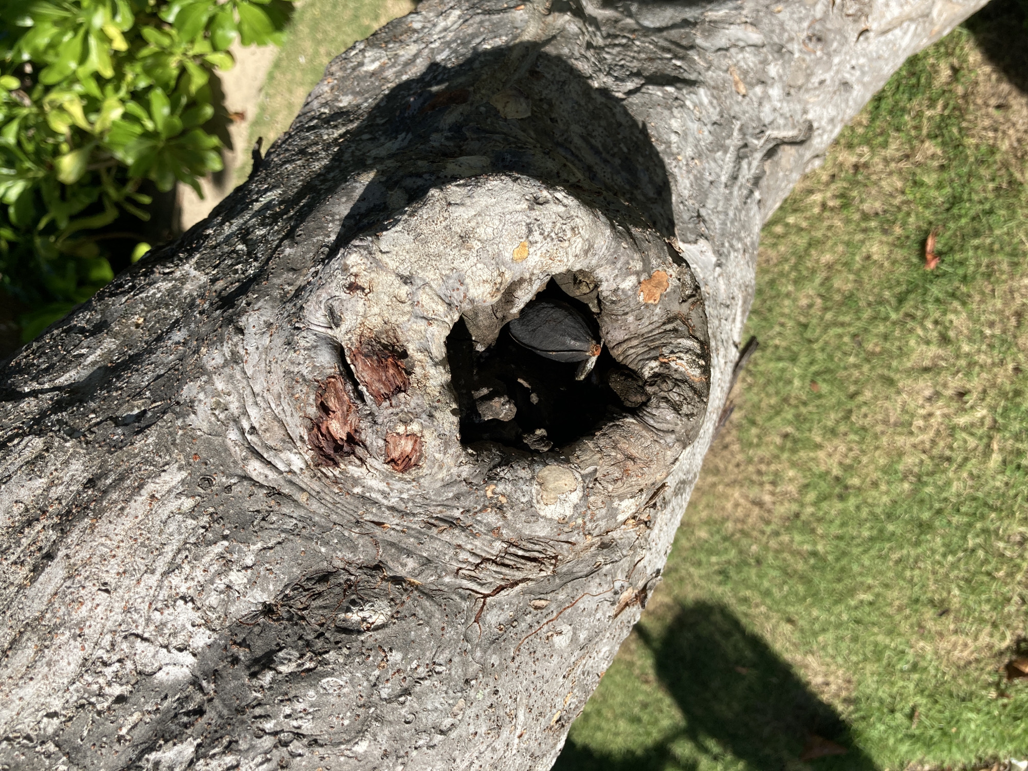The image shows a close-up of a tree branch with a large, irregular hole in it. The hole is located on the upper side of the branch and appears to be a natural cavity. Inside the hole, a black object, possibly a seed or fruit, is visible. The tree bark is rough and textured, with a light gray color. In the background, there is green grass and a few leaves, suggesting the photo was taken outdoors. The location is Unknown, Unknown.