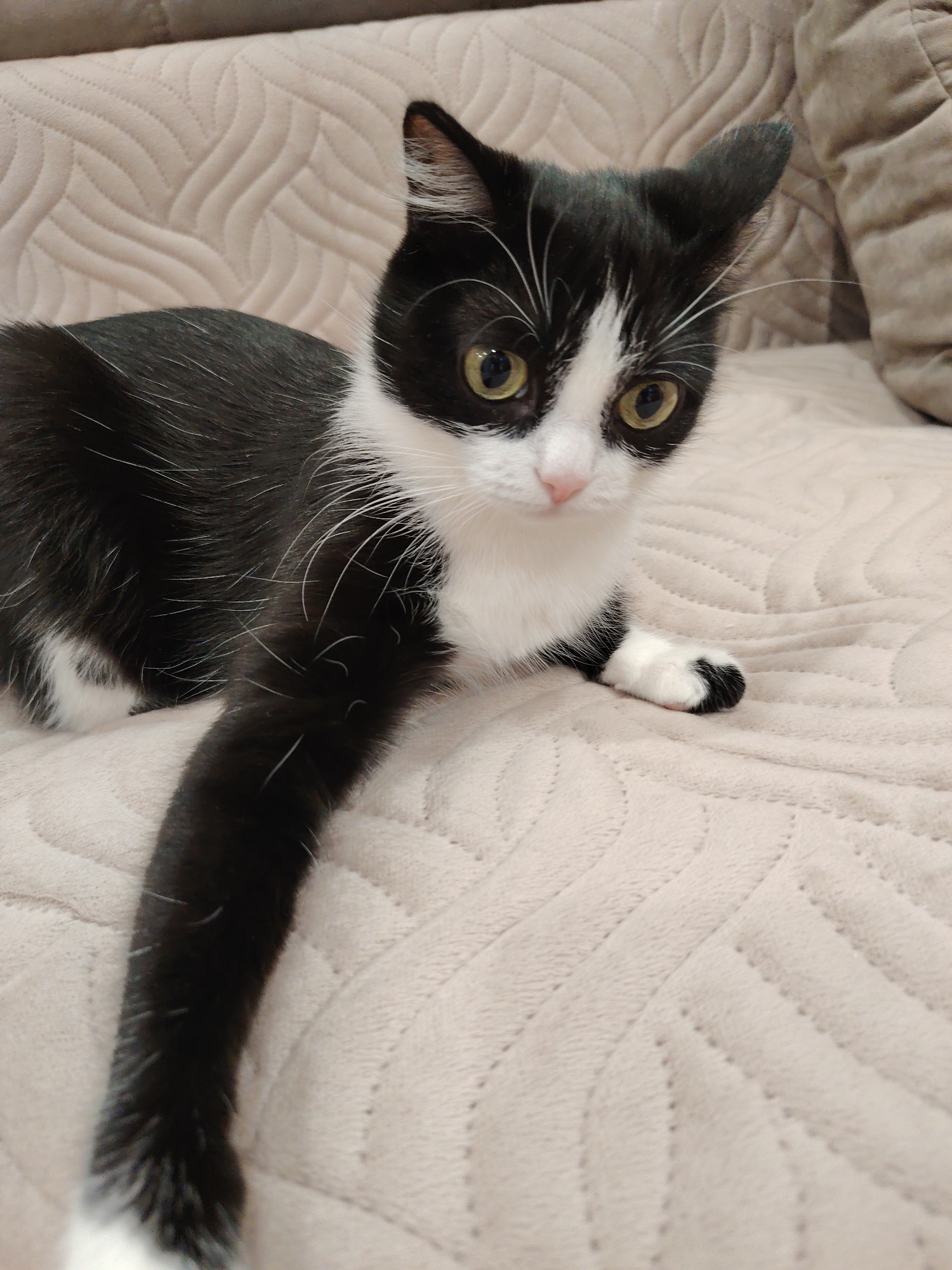 A black and white cat is lying on a beige quilted blanket. The cat has a white chest, face, and paws, with black fur covering the rest of its body. It is looking forward with alert, yellow eyes. The cat is extending its left front paw towards the viewer. A pillow is partially visible in the upper right corner of the frame. The location is Unknown, Unknown.