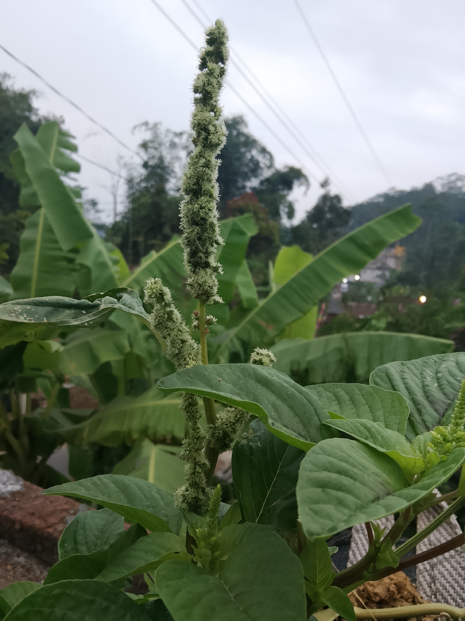 A vertical, close-up, eye-level outdoor shot captures a plant with large green leaves and a tall, spiky inflorescence. The plant is in the foreground, with a blurred background of lush green banana leaves, trees, and a hazy, overcast sky with power lines. In the distance, there are glimpses of buildings and lights, suggesting a semi-urban or rural setting. The image was taken in Betonan, Indonesia.