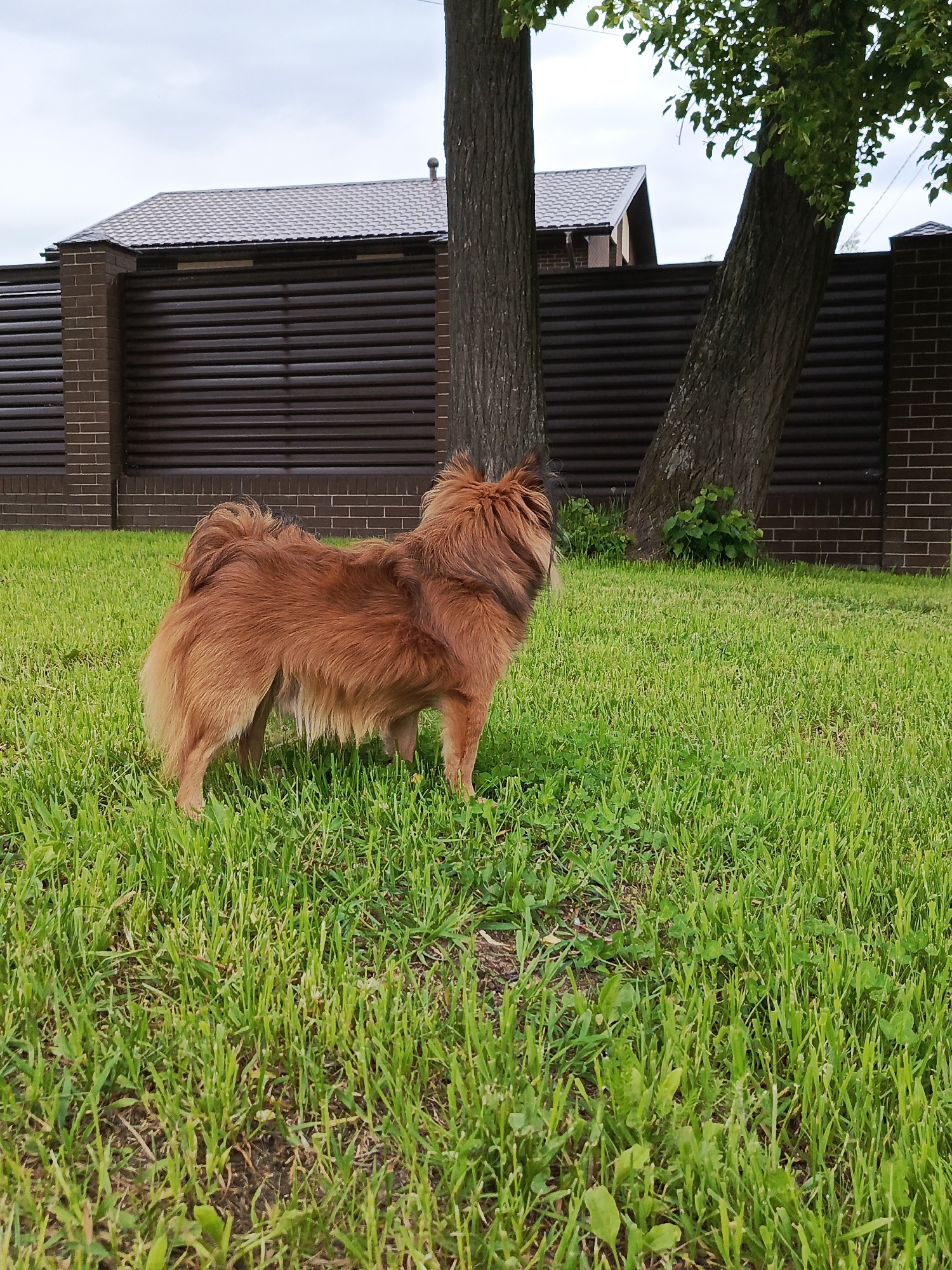 A reddish-brown, long-haired dog stands in a lush green backyard in Chaikovsky, Russia, on an overcast day. The dog, possibly a Pomeranian or a similar fluffy breed, is positioned in the midground, facing right and looking out of frame. Its thick, shaggy fur is a warm reddish-brown with lighter highlights on its underside and tail, which curls over its back.
The ground is covered with vibrant green grass, showing some patches of clover and visible soil, suggesting a natural and perhaps recently mown lawn. In the mid-to-background, two robust tree trunks frame the scene; one stands upright on the left, while another leans diagonally from the right, both adorned with green leaves at their tops, out of frame. Behind the trees and the dog, a sturdy dark brown slatted fence, featuring brick pillars, spans horizontally across the image. Above the fence and between the tree canopy, the dark brown tiled roof of a house is partially visible under an overcast, light grey sky. The scene depicts a quiet, daytime outdoor moment, with the dog appearing alert and focused. No visible text is present.