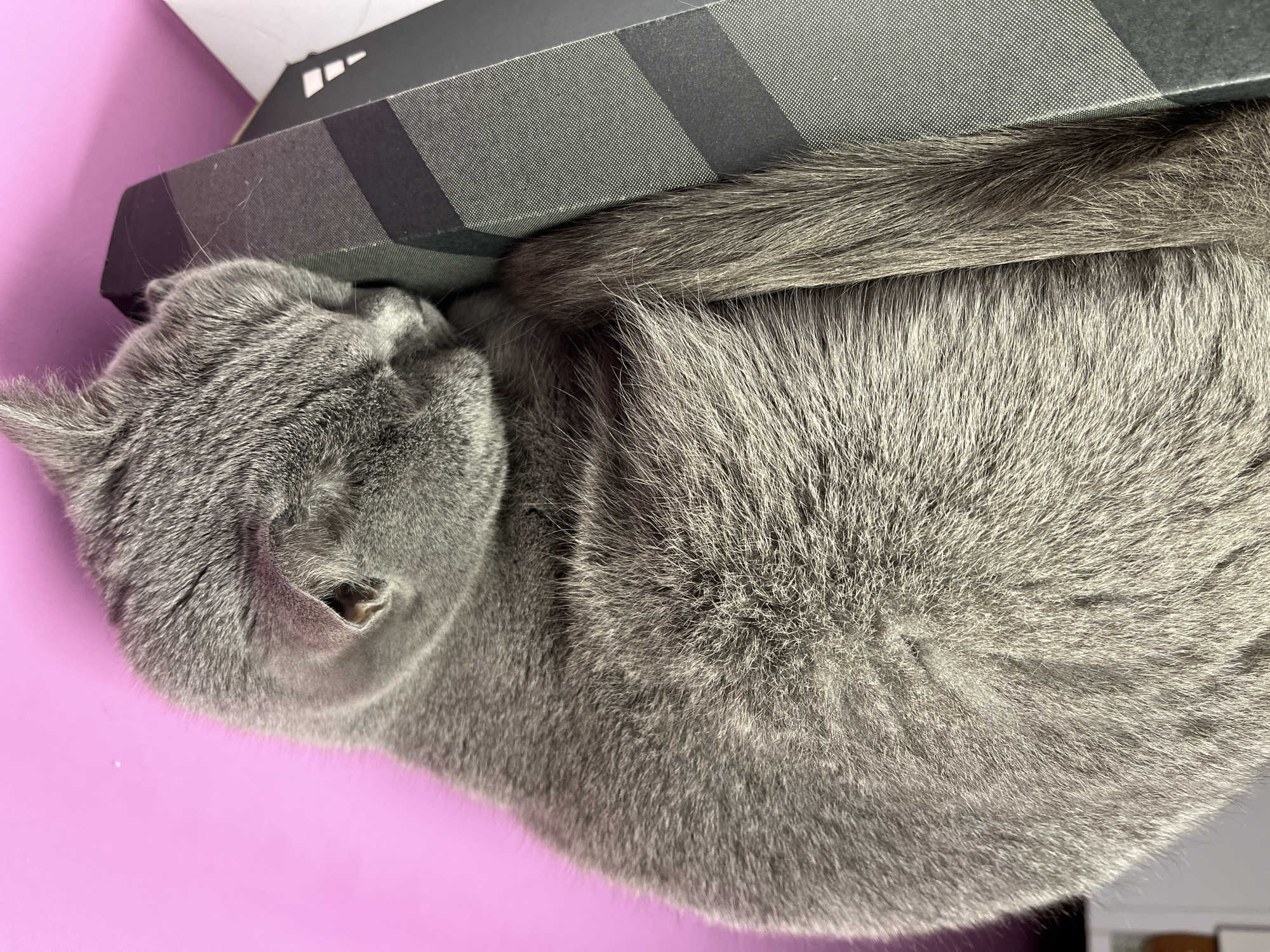A grey-furred domestic cat is depicted resting or sleeping indoors. The cat, exhibiting dense, short grey fur, is curled on top of a rectangular cardboard box. Its head is positioned downwards, resting on the box. The box is black with a striped pattern featuring lighter grey, textured sections, and a partial white Adidas logo (three diagonal bars) is visible on its lower front edge. The background consists of a solid vibrant magenta wall. The specific city location of Alanya, Turkey, cannot be determined from the visual evidence within the image.