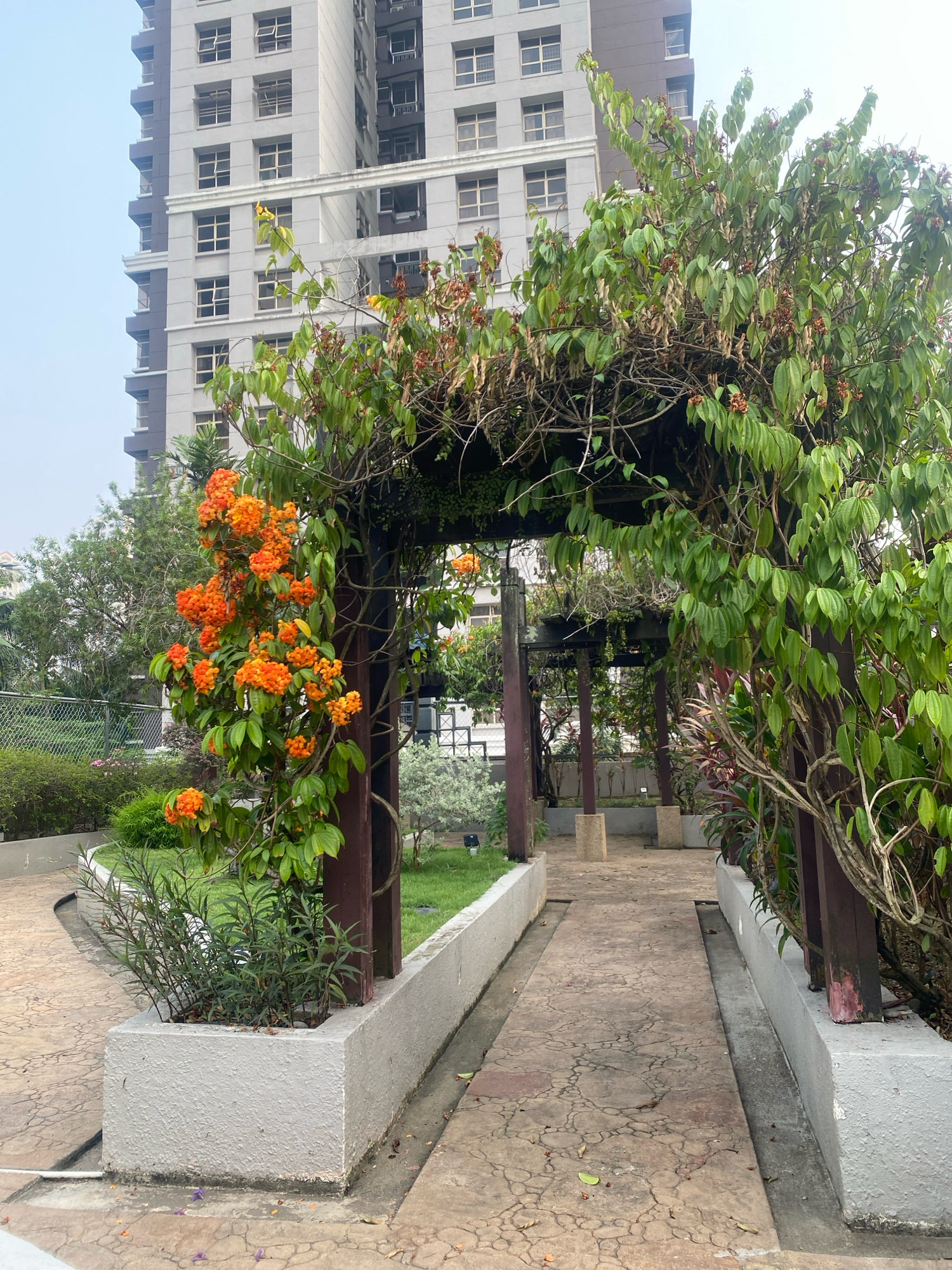 The image depicts an outdoor walkway with a trellis structure adorned with flowering vines. A tall, modern apartment building with numerous windows dominates the background. The walkway is paved with textured concrete and bordered by planters containing greenery. The trellis, constructed from dark wood, is partially covered by lush green leaves and bright orange flowers. The overall scene suggests a residential or communal outdoor space in an urban environment. The presence of the distinctive architecture of the apartment building and the surrounding vegetation are characteristic of Kuala Lumpur, Malaysia.