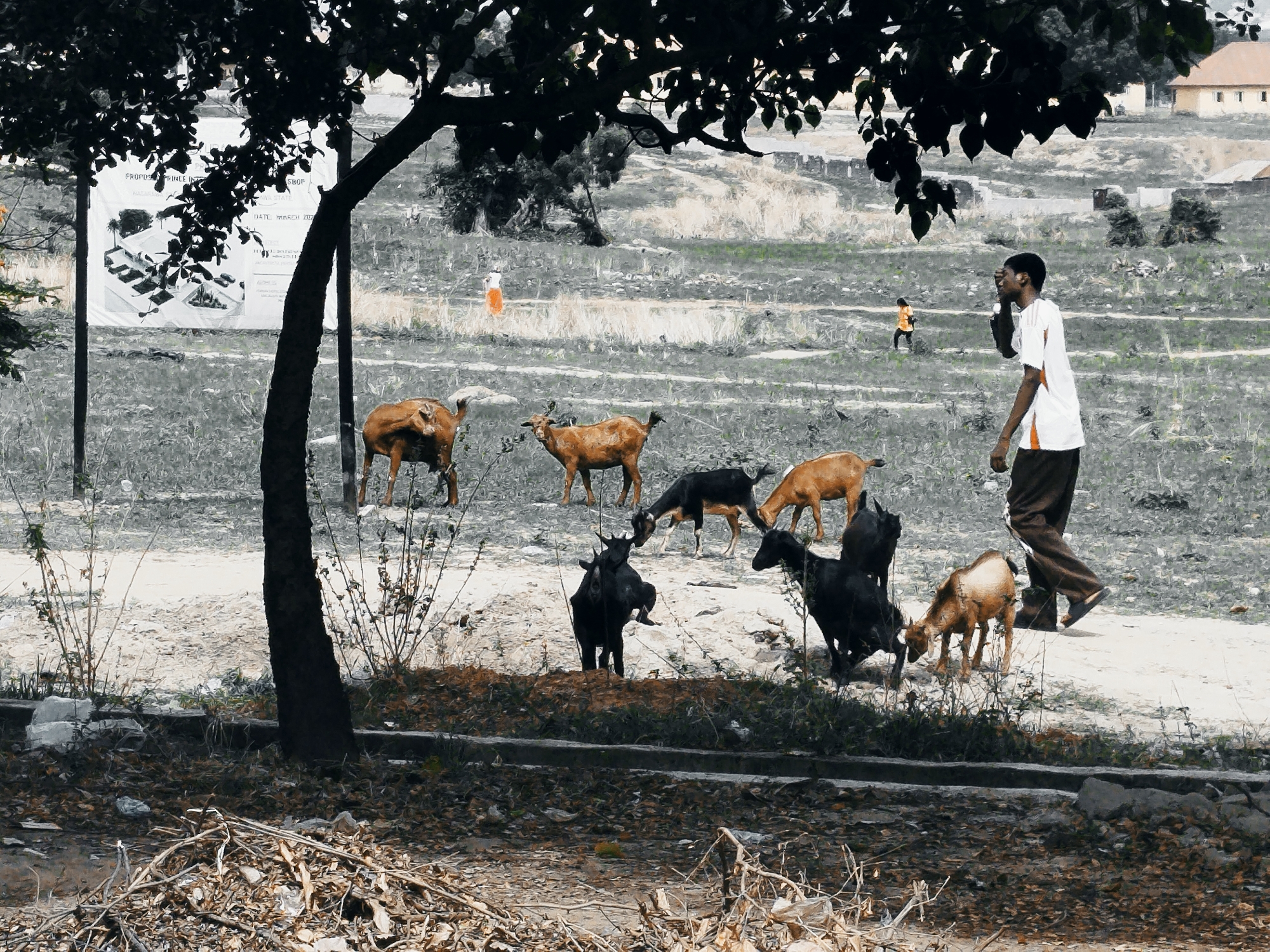 A semi-desaturated photograph depicts a rural or peri-urban landscape in Keffi, Nigeria, with a large, dark-leafed tree dominating the left and top foreground. The ground beneath the tree is covered in dry leaves, twigs, and some litter.
In the midground, a herd of approximately seven to eight goats, exhibiting various shades of brown and black, are scattered across a dry, sparsely vegetated field. Some of the goats appear to be grazing. A young man, dressed in a white t-shirt with orange detailing and dark trousers, walks from right to left, his left hand near his face. He is in close proximity to the goats, suggesting he might be tending to them or passing through their grazing area.
The background shows a gently sloping landscape with similar dry vegetation and unpaved paths. Two other human figures are visible in the distance: one person in an orange or yellow outfit walks on a distant path, and another is further back. On the far left, a large white banner or sign is displayed, featuring an architectural drawing of a building. Visible text fragments on this banner include "PROPOSED", "SHOP", "DATE MARCH 20__", and "IOWA STATE". In the far distance, light-colored buildings with reddish-brown roofs are visible on higher ground.
The image is captured during daylight, likely late morning or afternoon, with no strong shadows indicating harsh midday sun. The overall muted color palette, with selective color on subjects, emphasizes the rustic nature of the scene. The young man's expression is not clearly discernible.