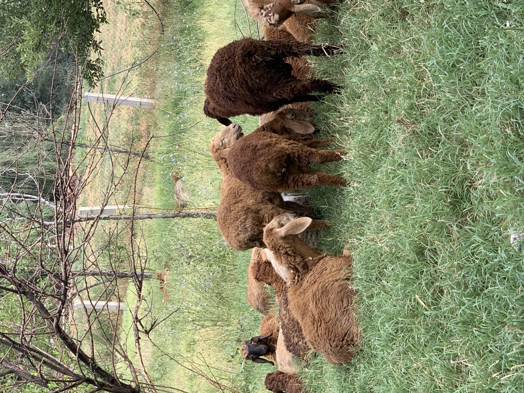 A flock of brown sheep is resting and grazing in a grassy field in Ak-Jol, Kyrgyzstan. The sheep are of varying shades of brown, with some lighter and some darker. One sheep in the foreground is lying down, facing to the right, with its head resting on the grass. Another sheep, with a black face, is sitting up and looking towards the viewer. A large dark brown sheep stands in the middle of the flock, facing away from the camera. The field is covered in lush green grass and scattered with small blue flowers. In the background, there are trees with bare branches and some green foliage, as well as a fence and some wooden posts. The overall impression is one of a peaceful rural scene.