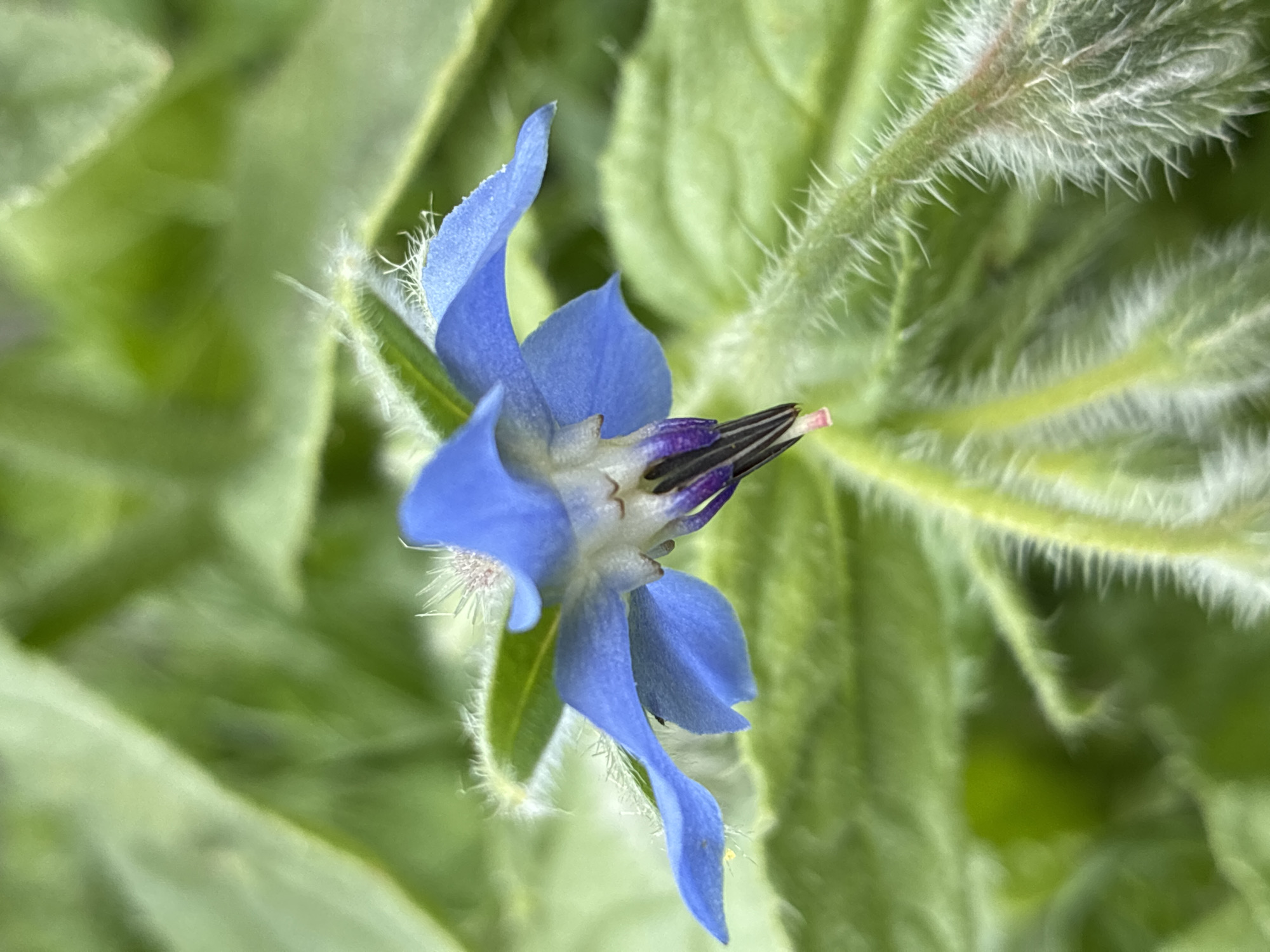 A close-up, eye-level, outdoor, daylight photograph shows a single, vibrant blue borage flower in bloom. The flower's delicate petals are star-shaped, with a prominent, dark purple stamen cluster in the center. The flower is positioned slightly to the left of the frame, with its petals extending towards the left and upwards. The background consists of out-of-focus green leaves and stems, some of which appear hairy. The focus is sharp on the flower, highlighting its intricate details and fuzzy texture. There are no people or animals present in the image. The image was taken in Bad Hersfeld, Germany.