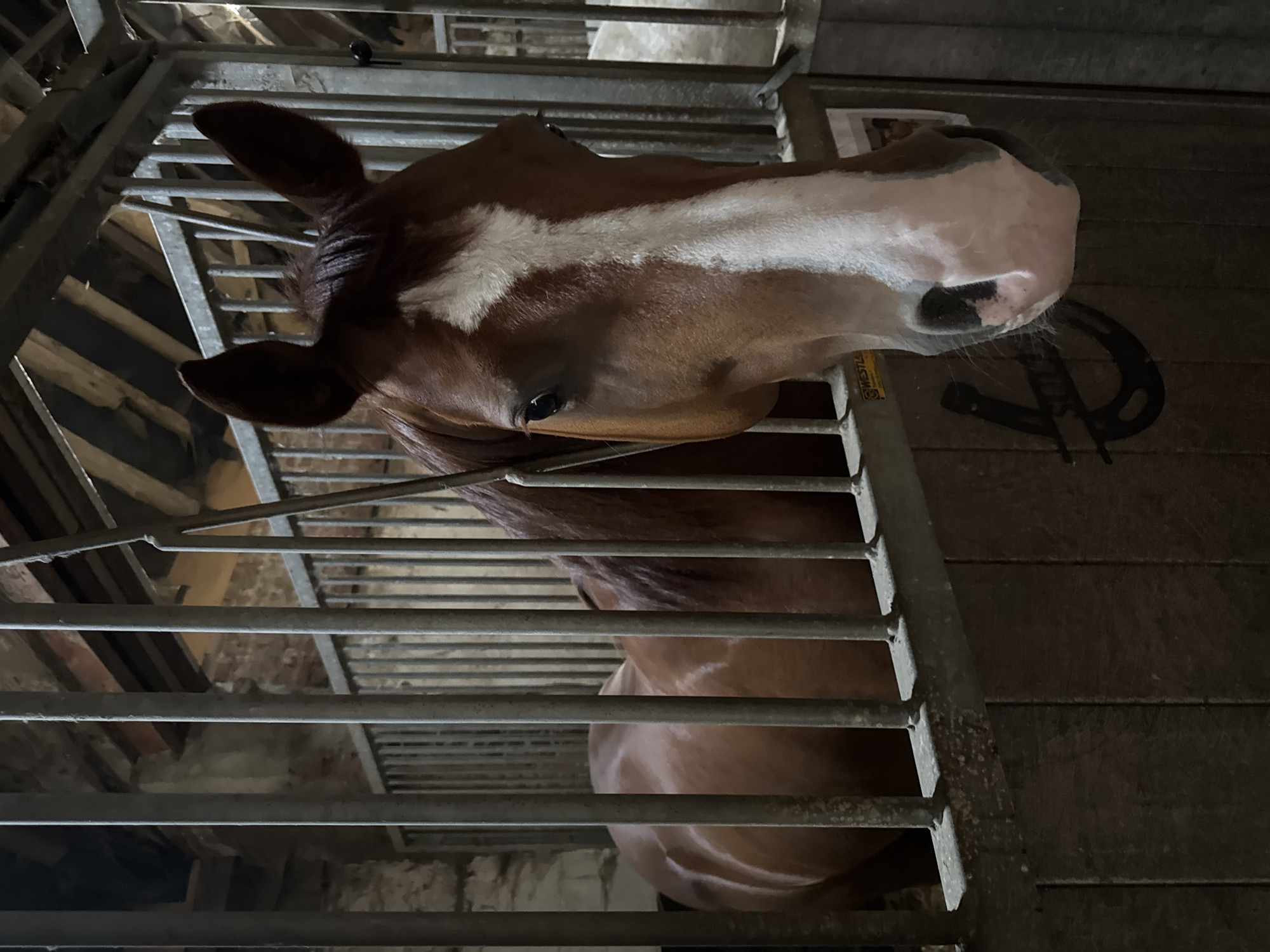 A brown horse with a white blaze on its face is standing in a stall. The horse is looking towards the camera. The stall has metal bars in the front and wooden walls in the back. There are visible wooden beams and stone walls in the background, suggesting an older structure. A horseshoe-shaped metal ornament is mounted on the wooden wall to the left. A small sign with the word "WESTLA" is visible on the stall door. The lighting is dim, with artificial light illuminating the horse and stall. The overall scene depicts a horse in its stable environment. The specific location in Estaimpuis, Belgium, is not discernible from the visual information provided in the image.