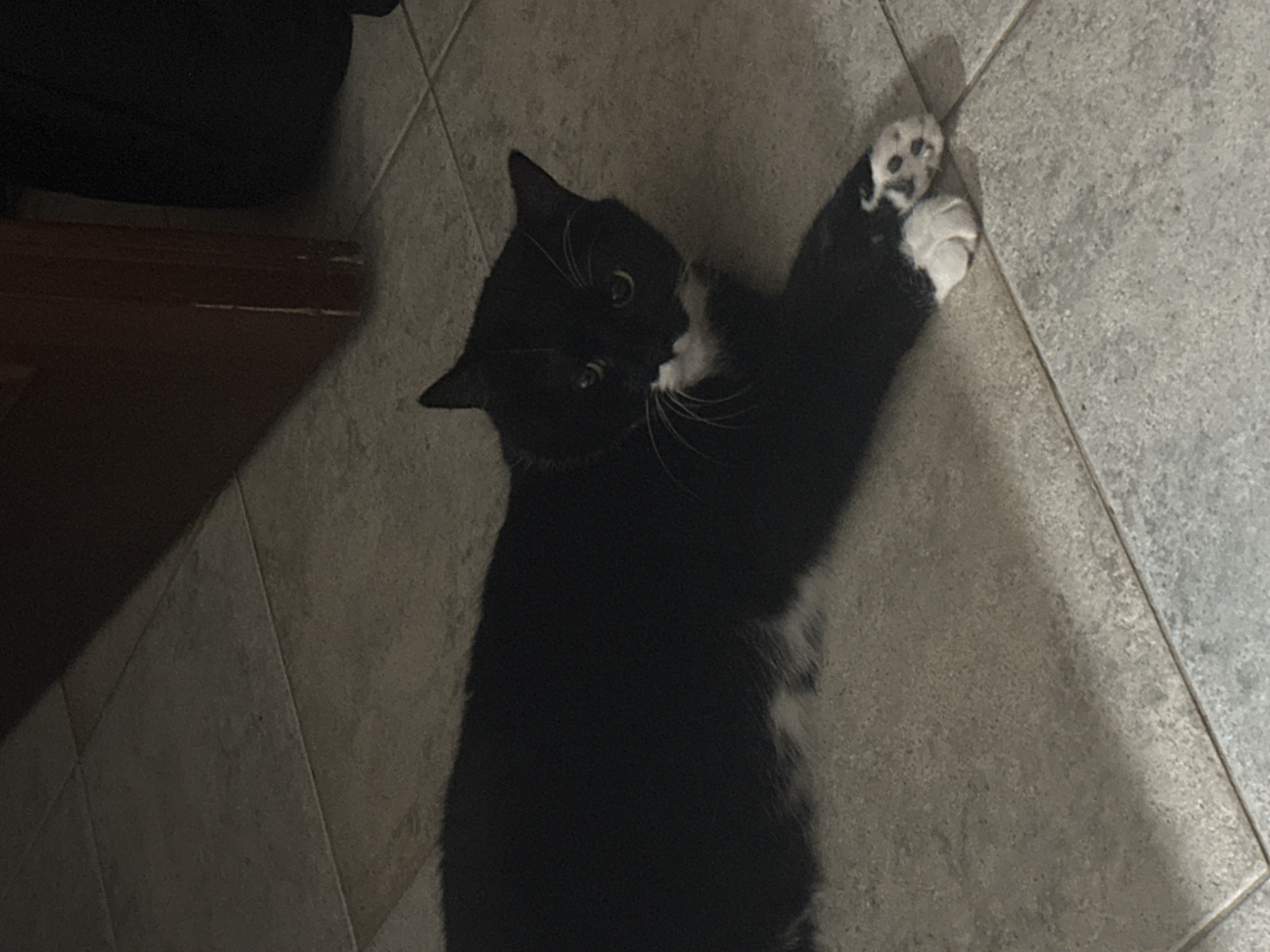 An indoor, eye-level shot captures a black and white cat lying on a tiled floor. The cat is positioned in the center of the frame, facing towards the right with its head turned to look at the camera. Its body is elongated, with its front right paw extended forward and resting on the tiles. The cat has black fur with a white chest and white paws. Its eyes are visible and appear alert. The floor is covered in square, light-colored tiles. To the right of the cat, a dark wooden door frame is partially visible, casting a shadow on the floor. The background is dimly lit and out of focus, suggesting an indoor environment. The overall lighting is dim, with some light reflecting off the tiles and the cat's fur.