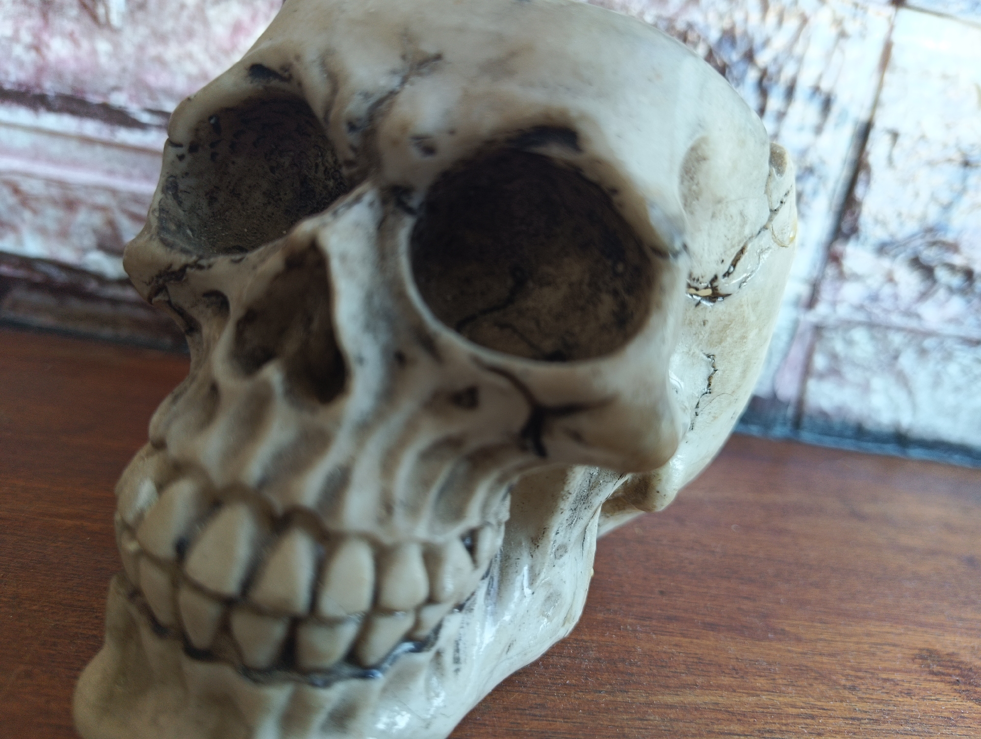 The image shows a close-up, slightly blurred, of a replica skull. The skull is made of a pale, bone-like material and has dark, hollow eye sockets and visible teeth. It is positioned on a wooden surface. In the background, a textured wall with a brick-like pattern is visible. There is no indication of the city of Karnobat, Bulgaria, or any specific location within it in this image.