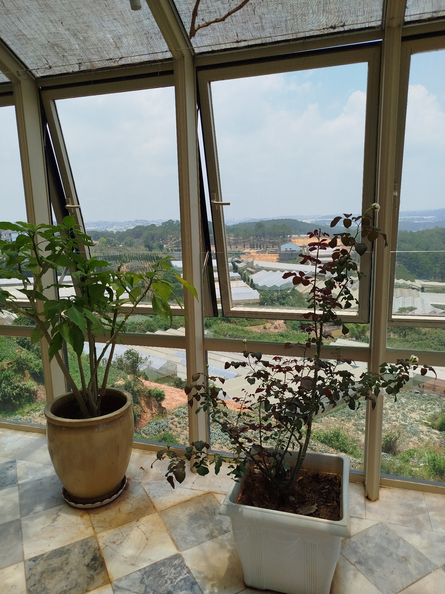 Indoor shot, showcasing two potted plants against an open window overlooking the city of Lang Biang - Đà Lạt, Vietnam. On the left, a large, rounded, earthenware pot contains a leafy, green plant. To the right, a square, white pot holds a taller, sparser plant with reddish-brown leaves and a few white buds. The plants sit on a floor of alternating light and dark marble-like tiles. The background is dominated by a panoramic view of a valley interspersed with numerous greenhouses and distant hills, under a partly cloudy sky. The windows are partially open, with their frames in a light-colored metal or plastic. The structure suggests the interior of a greenhouse or sunroom.