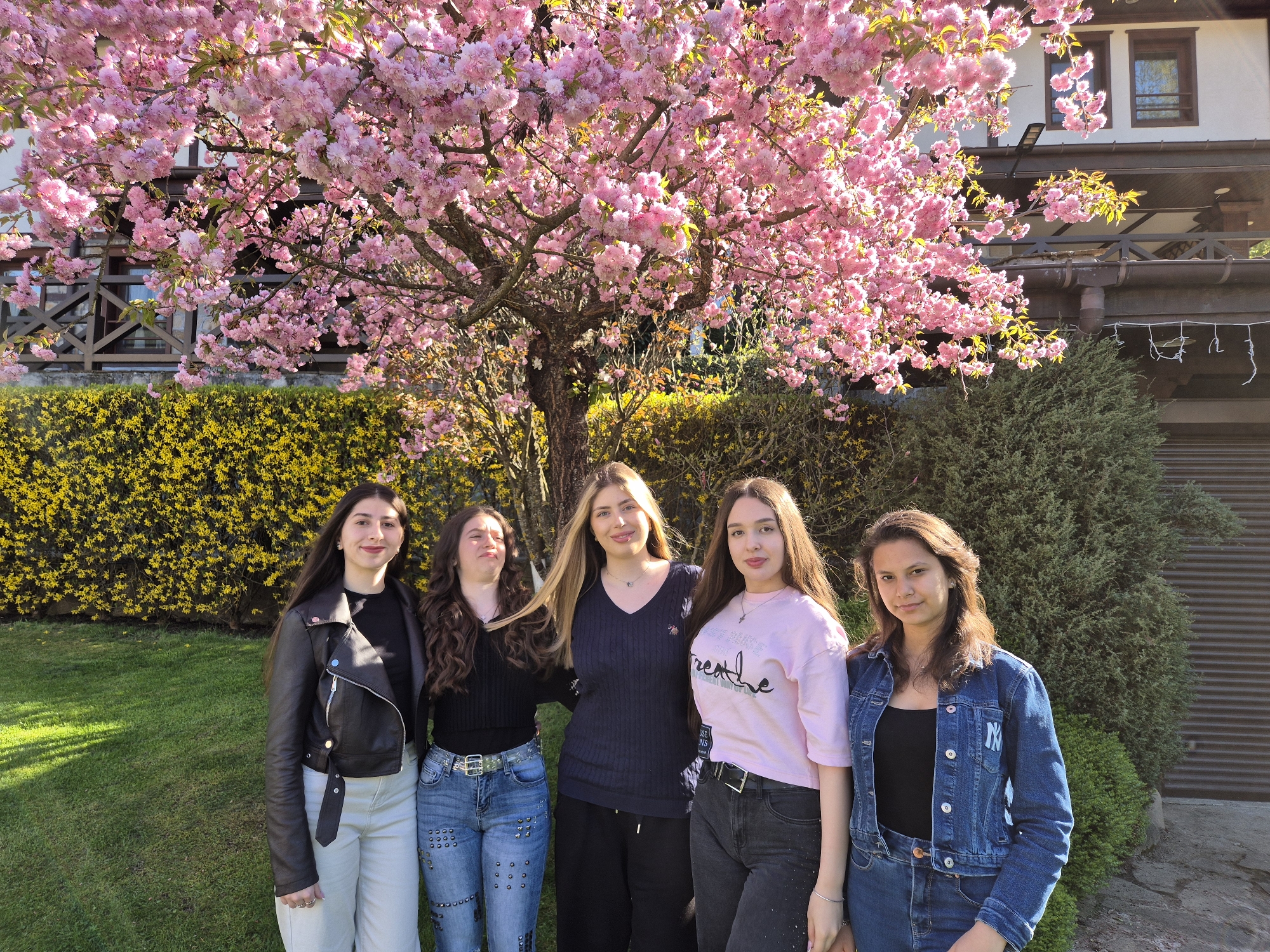 This image captures five young women posing for a group photograph outdoors on a bright, sunny spring day in Devin, Bulgaria. They stand side-by-side in front of a large, lush cherry blossom tree, which is in full bloom with vibrant pink flowers, dominating the upper part of the scene.
From left to right, the women are casually dressed:
1. A woman with long dark hair, wearing a black leather jacket over a black top and light-colored pants. She smiles subtly.
2. A woman with long, dark curly hair, wearing a black long-sleeved top and blue jeans adorned with studs. She is making a playful, somewhat contorted facial expression.
3. A woman with long, light brown hair, dressed in a navy blue V-neck sweater and dark pants. She has a gentle smile.
4. A woman with long dark hair, wearing a light pink t-shirt with the word "Breathe" prominently displayed, along with smaller text below possibly saying "The moment of life" and "USE SENS." She pairs this with dark jeans and wears a necklace. She has a pleasant, neutral expression.
5. A woman with medium brown hair, wearing a denim jacket with an "NY" logo on the sleeve over a black top, and blue jeans. She looks directly at the camera with a slight smile.
The background features a multi-story building or house with white walls, dark-framed windows, and wooden balconies, partially visible through the tree's branches. To the left, a bright yellow flowering bush or hedge (possibly Forsythia) adds a splash of color, while to the right, a dark green evergreen bush and a textured garage door or wall are visible. The ground is covered with green grass. The strong sunlight indicates it is likely late morning or early afternoon, casting soft shadows. The overall atmosphere is cheerful and relaxed, celebrating spring.