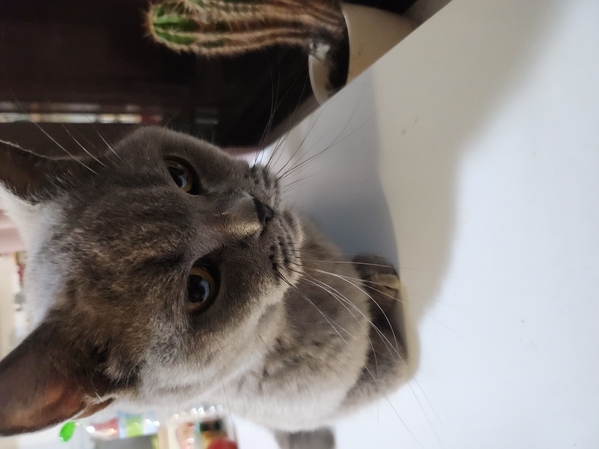 A close-up, eye-level, medium shot shows a domestic cat, appearing to be a British Shorthair breed, with gray fur. The cat is positioned on a white surface, possibly a table, and is looking downwards and to the right of the frame. Its head is tilted, and its ears are perked. In the background, out of focus, is a potted cactus. To the left of the cat, a partially visible plastic bottle with a green cap is present. The lighting is slightly dim, creating some shadows. There is no discernible information about the location being Tsarevo, Bulgaria.