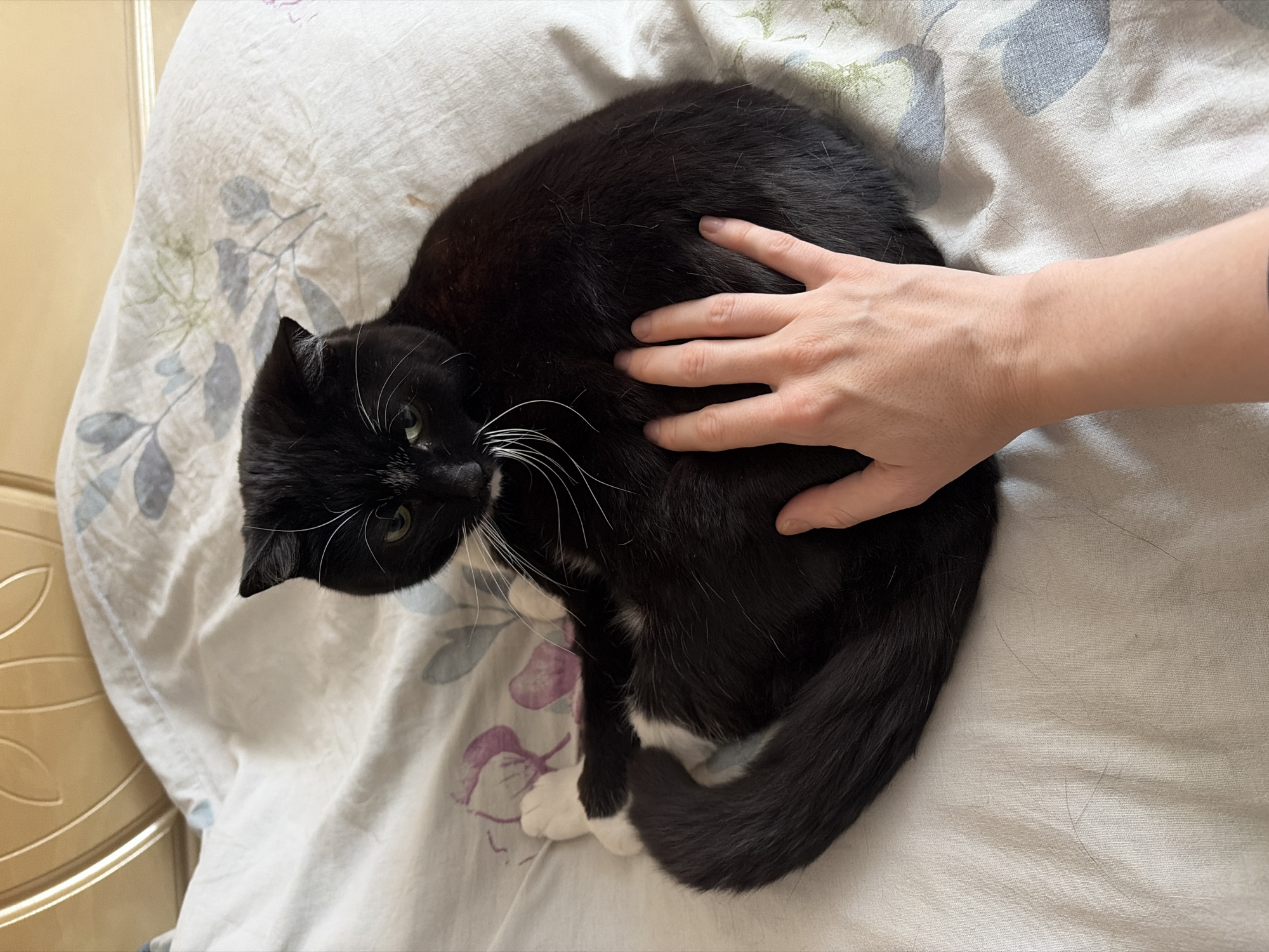 A black and white cat is curled up on a bed with a white patterned sheet. A hand is resting on the cat's back. The cat is looking towards the left side of the frame. There is no evidence to support the claim that this image was taken in Chaikovsky, Russia.