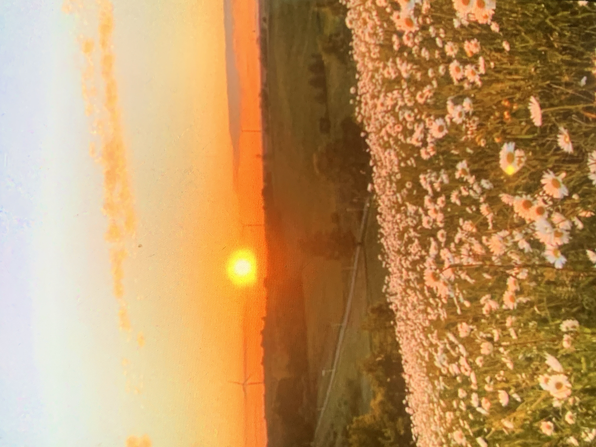 The image depicts a sunset over a rural landscape, characterized by a field of daisies in the foreground. The sun, a bright orb, is low on the horizon, casting an orange glow across the sky and illuminating the distant rolling hills. Several wind turbines are visible on the horizon, suggesting a rural or agricultural area. A road winds through the middle ground, flanked by trees and fields. The overall impression is one of natural beauty and tranquility. There is no indication that this image is located in Nizhny Tagil, Russia, or any other specific city. The scene is devoid of human presence.