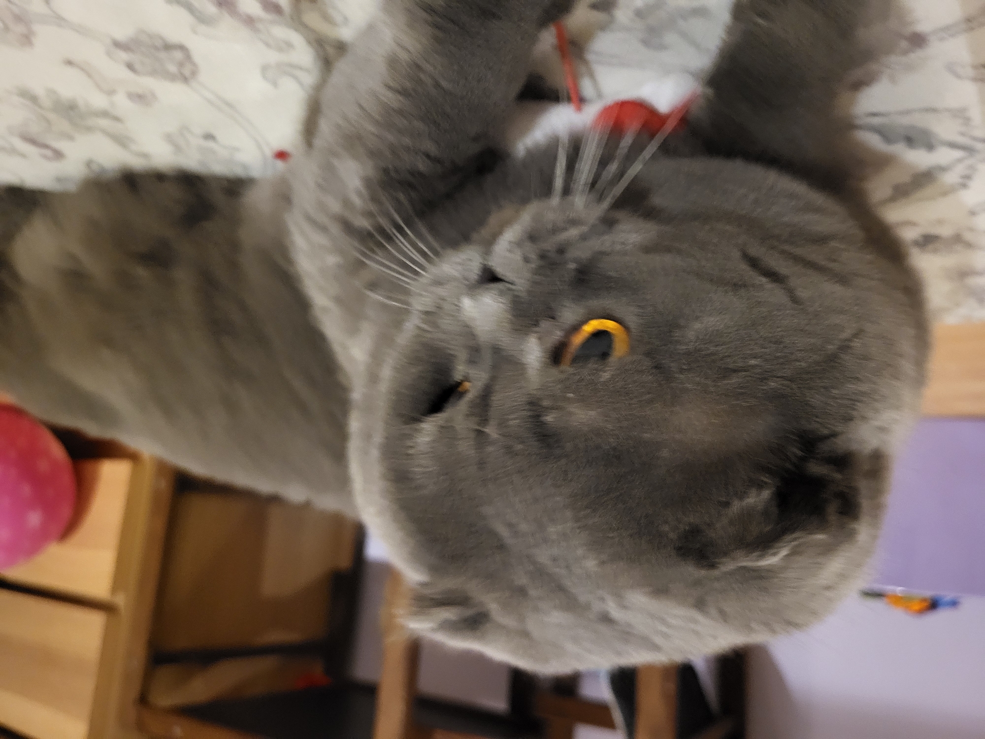 A close-up, medium shot captures a grey Scottish Fold cat from the chest up, lying on a patterned surface. The cat has distinctive folded ears, bright amber eyes, and white whiskers. It is wearing a red and white collar. The background is blurred, showing hints of furniture and a pink sphere. The lighting is soft, and the overall impression is one of domesticity. The location is not specified beyond "Unknown, Unknown."