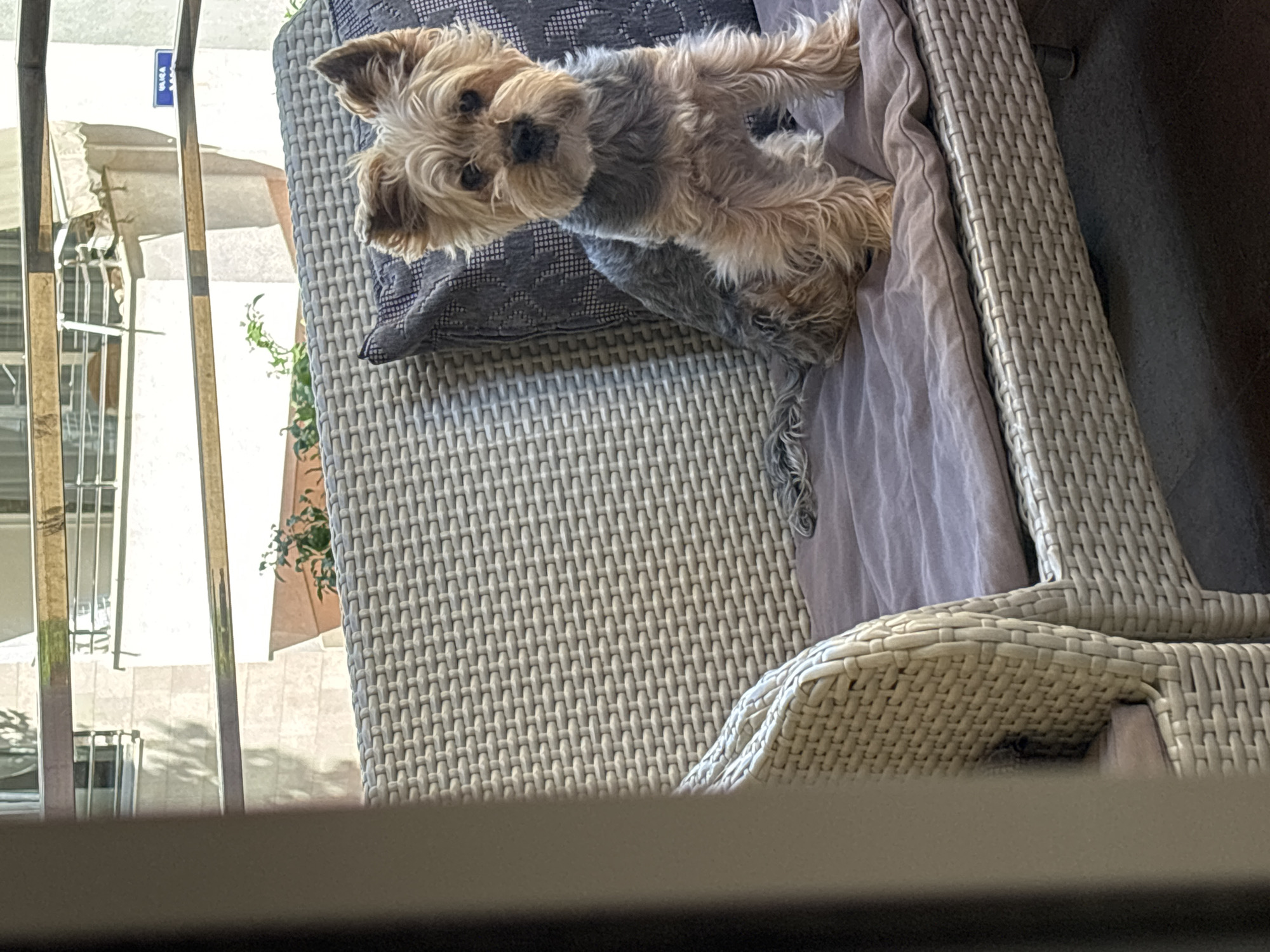 A small dog, a Yorkshire Terrier, lies on a gray cushion on a woven chair. The chair has a light gray cushion. The scene is outdoors, with a building with white balconies and windows visible in the background. A sign reading "ULICA" is partially visible, suggesting a location in Montenegro. Based on the architectural style and the location being in Montenegro, it is likely in the city of Budva.