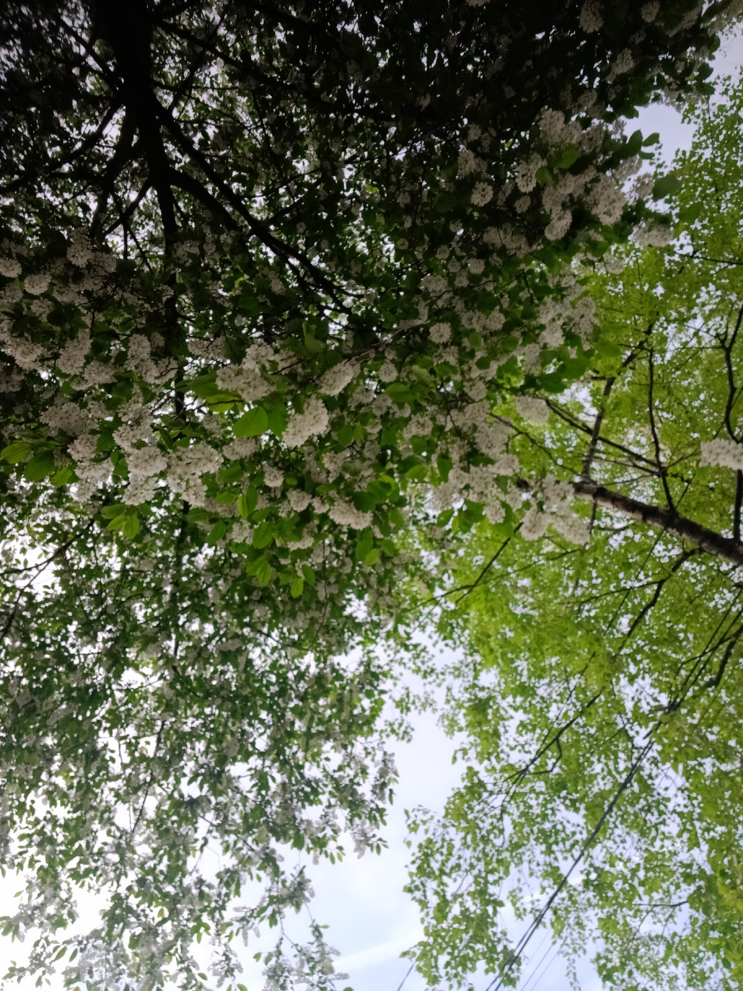 The image, taken from a low angle, shows treetops filling most of the frame. On the left, a tree with dark branches and white flower clusters dominates. To the right, a lighter green tree with more defined leaves is visible. The sky is partially visible in the upper center and lower areas, appearing light blue. The location is potentially in a park or street in the city of Chaikovsky, Russia, based on the prompt. There are no people visible. The scene depicts a spring environment due to the presence of flowers and fresh leaves. Some power lines or wires are also visible in the lower right.
