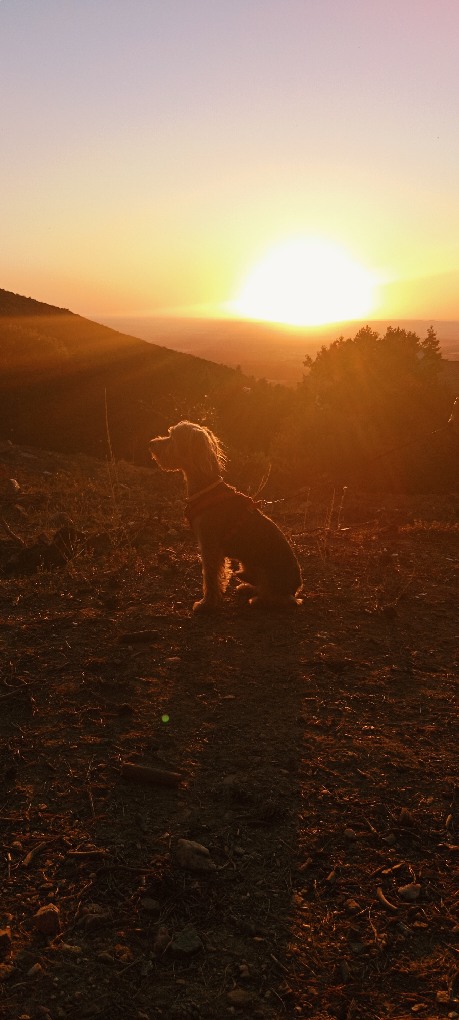 A dog sits on a dirt slope as the sun sets over La Pinilla, Spain. The dog, a wire-haired breed with a red collar, is silhouetted against the golden light. The background features rolling hills and trees, all bathed in the warm glow of the setting sun. The ground is covered in dry grass and loose soil.