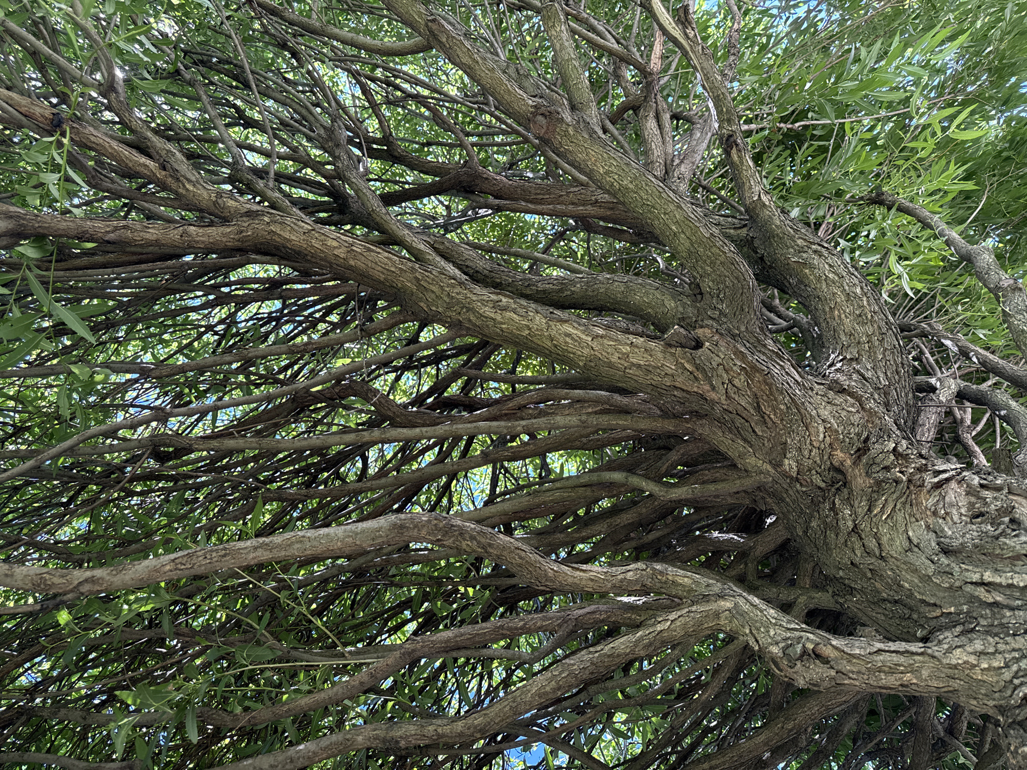 A low-angle, full-frame shot focuses on the thick, textured trunk and branches of a tree. The bark is rough and deeply grooved, with lighter greyish-brown tones interspersed with darker brown and green moss or lichen. Multiple thick branches spread outwards and upwards, densely packed with numerous thinner, lighter brown branches. These branches are covered in vibrant green, elongated leaves that create a lush canopy. The leaves are blurred, indicating movement in a breeze, and through the gaps in the foliage, patches of bright blue sky are visible. The composition is dominated by the tree's structure and foliage, with no signs of human presence or urban environment.