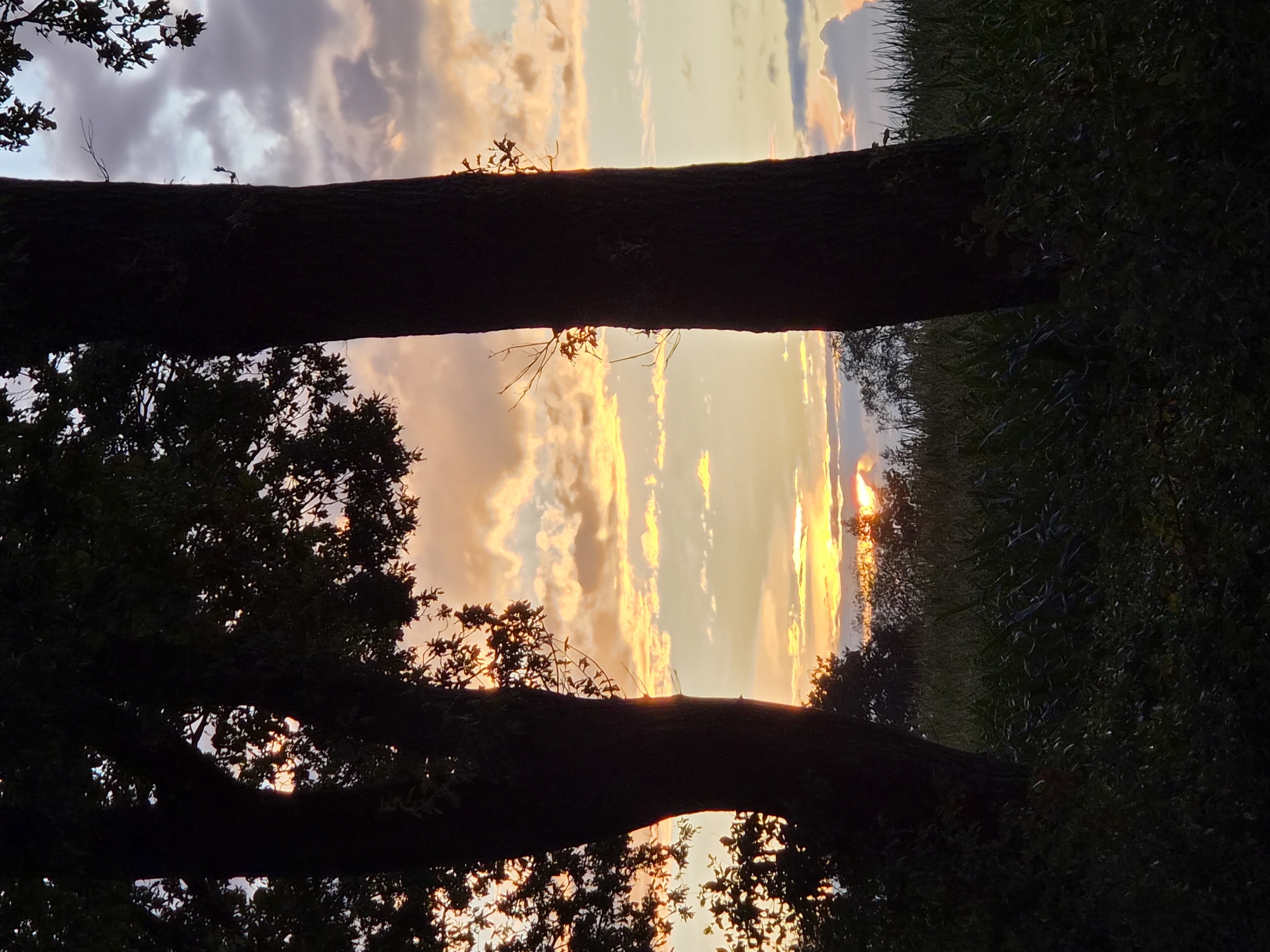 A serene landscape photograph captures a sunset in Schiffdorf, Germany. Two large trees stand in silhouette in the foreground, one on the left and another on the right, framing a view of the sky and a field of tall grass. The sky is a spectacle of color, with vibrant orange and yellow hues from the setting sun blending with soft pinks and purples in the clouds. The sun itself is visible on the horizon, partially obscured by the trees and vegetation. The overall impression is one of peaceful natural beauty.