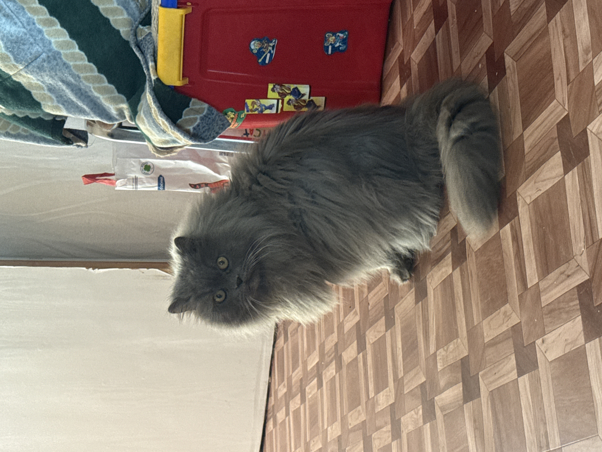 This indoor scene, located in Saint Petersburg, Russia, depicts a long-haired domestic cat with dense slate-grey fur and yellow-amber eyes, centrally seated on a parquet floor and facing the camera. The cat's fluffy tail is curled on the floor to its lower right. The floor features a geometric pattern of alternating light and dark brown rectangular wood blocks, creating a three-dimensional visual effect.
In the background, to the left, is a plain, light-colored (off-white or cream) wall with a vertical seam or doorframe visible towards the center-left. To the right of the cat, a prominent red plastic storage container with a bright yellow top section is positioned on the floor. The front of this container is adorned with several stickers: two blue, mouse-like cartoon figures (one skiing, one in a cap), and three vertical yellow rectangular stickers depicting other animated characters. Draped over the red container and an unseen object behind it is a striped blanket or throw, featuring bands of green, light blue, and beige. Partially visible behind the blanket and container is a white plastic shopping bag with red handles, displaying a green clover-like logo and partial Cyrillic text. A silver-colored object, possibly part of a rack or stand, is also faintly visible behind the bag and blanket.