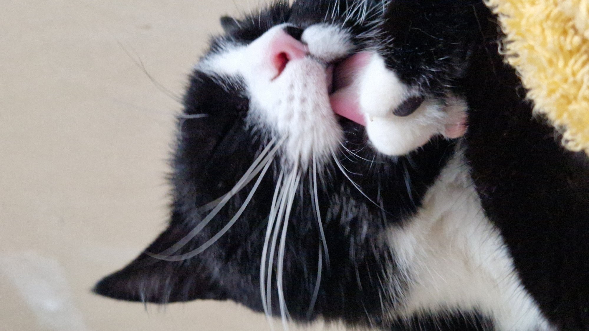 A close-up, vertical, eye-level shot shows a black and white cat with its mouth open, licking its paw. The cat's pink tongue is visible, extending out over its white paw. Long white whiskers fan out from its muzzle. The background is a plain, light beige wall, and the cat is resting on a yellow, fuzzy surface. There are no identifiable landmarks or contextual elements to suggest a specific location in Riga, Latvia. The image is focused on the cat and its grooming behavior.