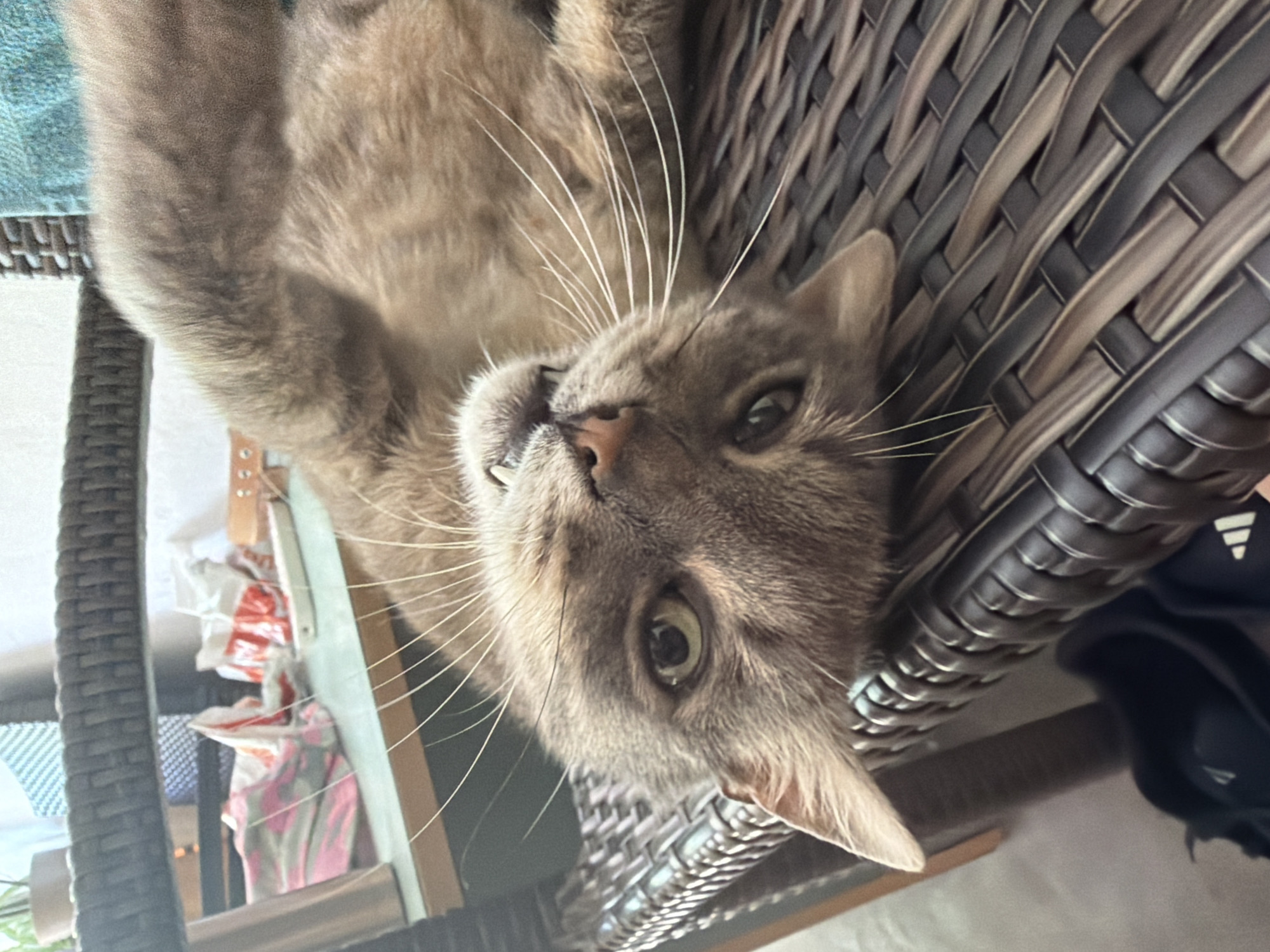 A grey tabby cat is lying on its back on a woven brown chair, with its head tilted to the left. Its eyes are open, and its gaze is directed towards the camera. The cat's fur is short and appears to be a light brown or grey color with darker tabby markings. Its whiskers are long and white. The cat is positioned in the foreground of the image. In the background, there is a table with some items on it, including what appears to be a red and white plastic bag. The scene suggests an indoor or outdoor domestic setting. This image does not provide any information about the location in the city of Prosena, Bulgaria.