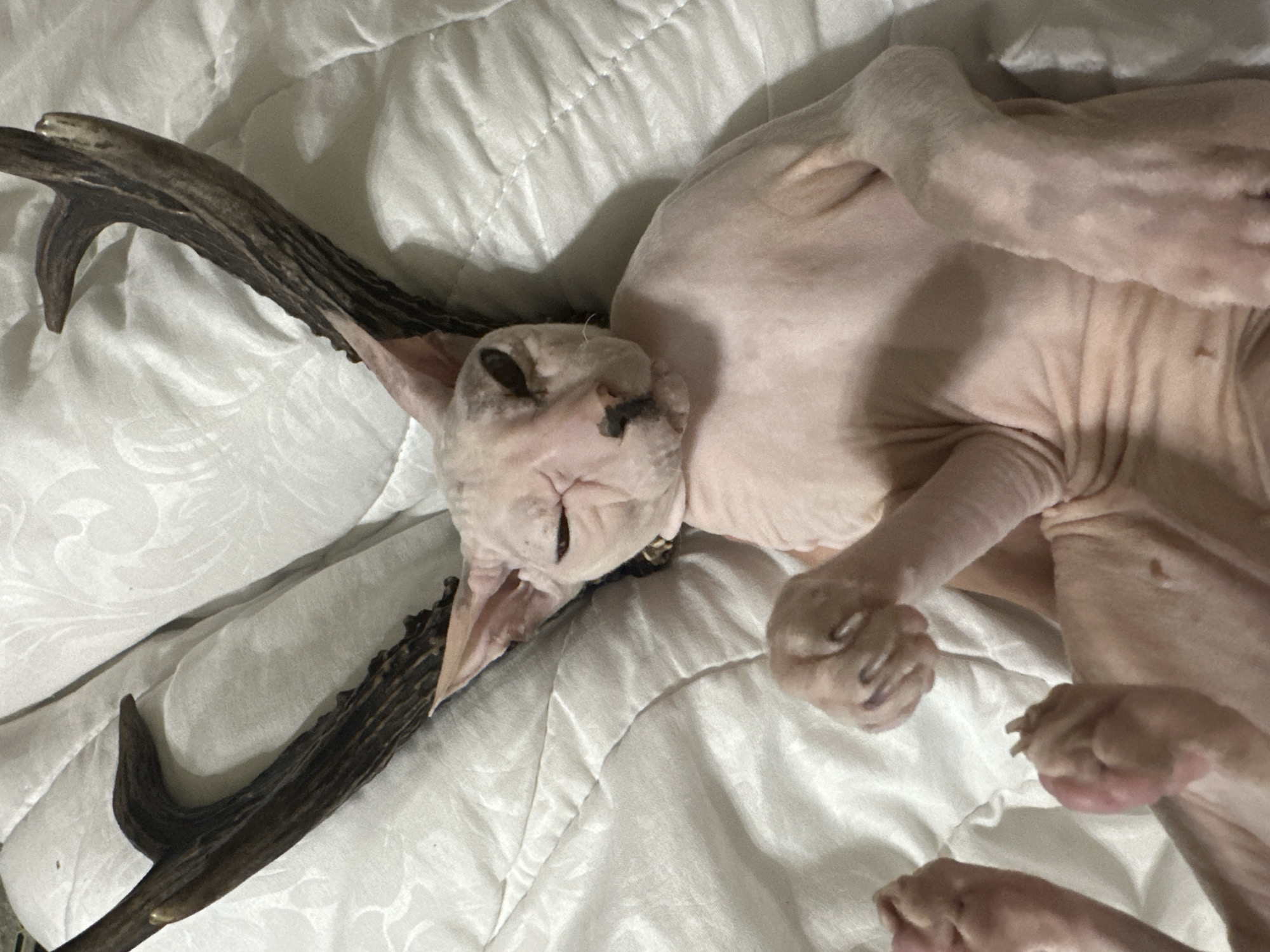 An adult, hairless cat, identified as a Sphynx breed, is lying on its back on a white quilted surface, resembling a bedspread. The cat has light pink skin with some darker markings and prominent wrinkles. Attached to the sides of its head are two dark brown, branched structures, consistent with deer antlers. One antler curves upwards and to the left, while the other curves upwards and to the right. The cat's eyes are partially closed, and its mouth is closed. Its front paws are extended upwards, with visible claws. The background is entirely composed of the white quilted surface. There is no indication of the city of Togliatti, Russia, or any other specific location.