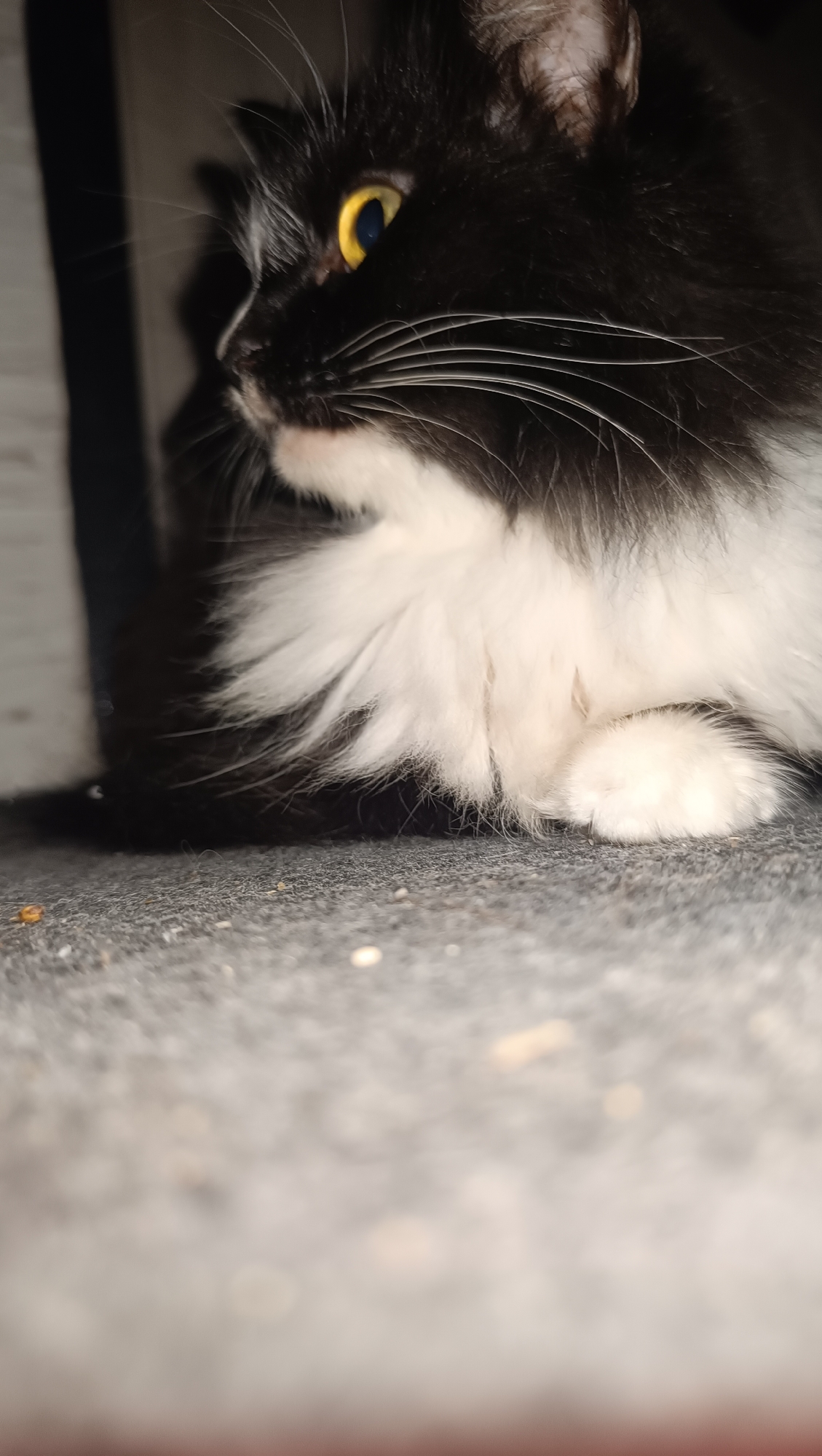 A close-up, low-angle shot shows the side profile of a black and white cat's face and front paw. The cat's left eye, a bright yellow with a dark pupil, is visible and looking to the left. Its whiskers are long and white. The cat's fur is fluffy, with a white chest and a black head and back. Its right paw is tucked under its chin, showing soft white fur. The background is dark and blurry, with a hint of a white wall on the left. The cat is resting on a dark gray, textured surface, possibly carpet or a similar fabric. There are a few small, light-colored specks scattered on the surface in the foreground. The image is captured in the city of Chaikovsky, Russia.